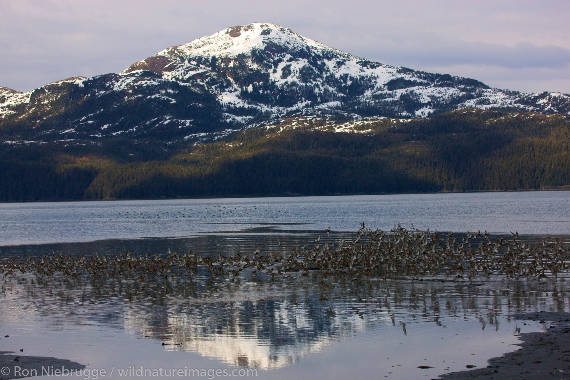 Shorebird migration on the Copper River Delta, Chugach National Forest, Cordova, Alaska