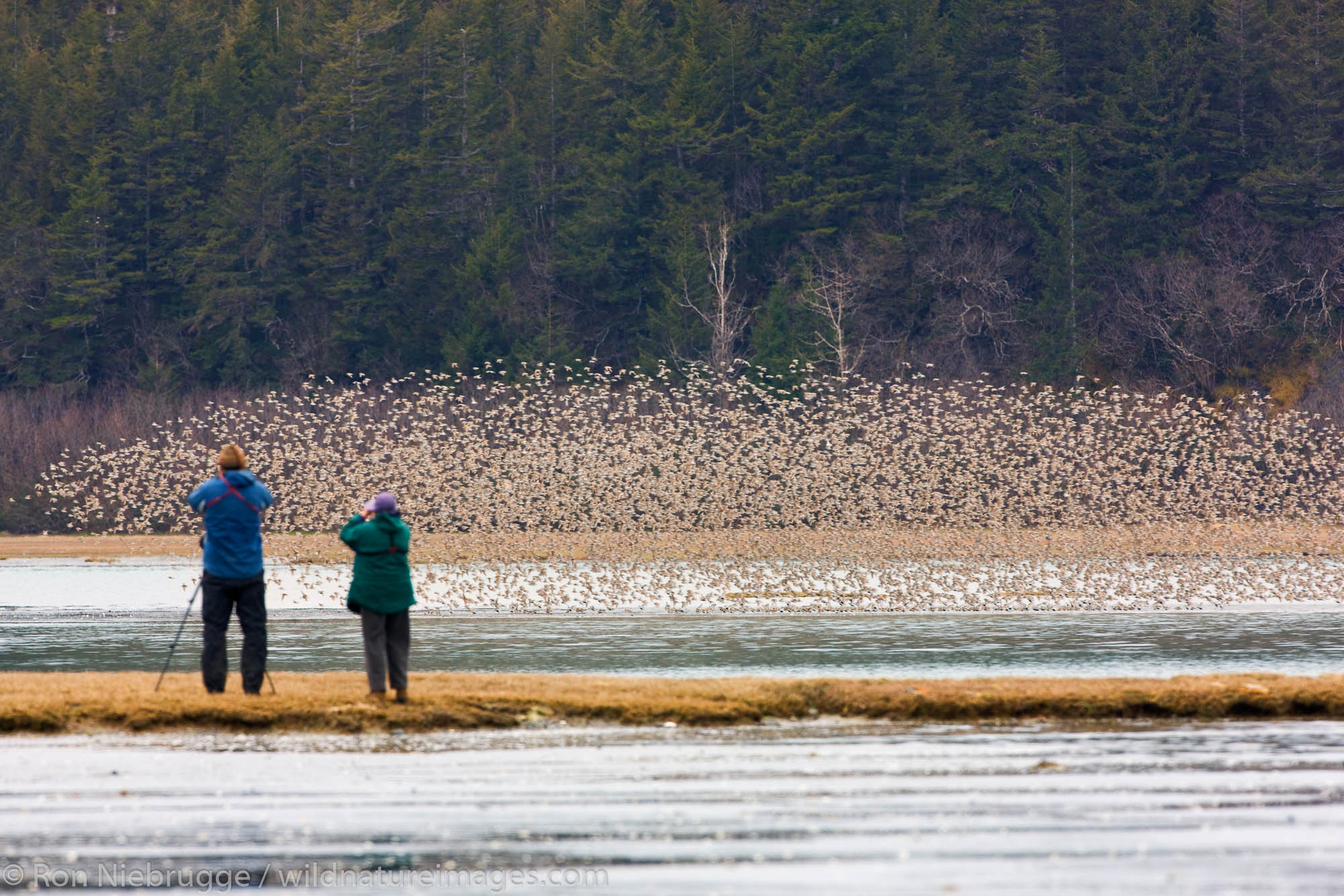 Birdwatchers observe the shorebird migration on the Copper River Delta, Chugach National Forest, Cordova, Alaska