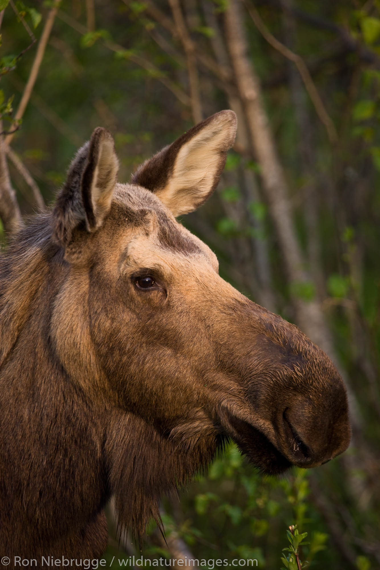 Moose, Chugach National Forest, Seward, Alaska.