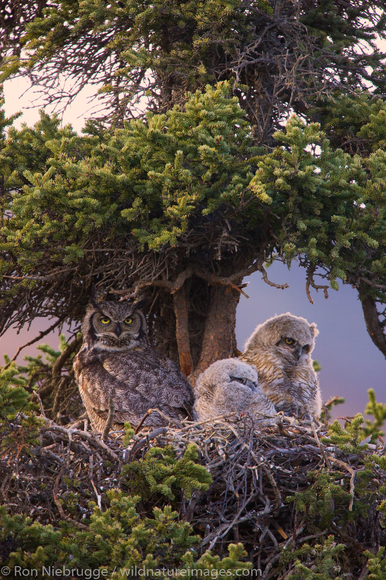 Great Horned Owl nest, Denali National Park, Alaska.