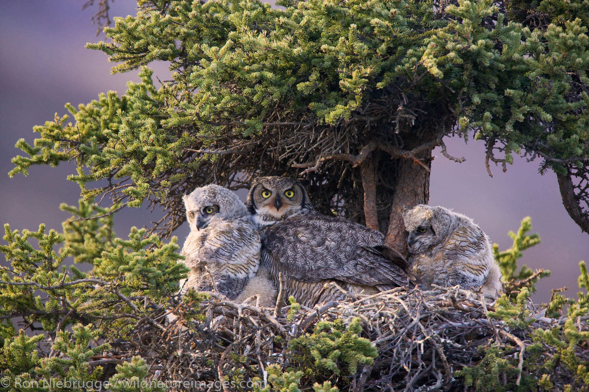 Great Horned Owl nest | Photos by Ron Niebrugge