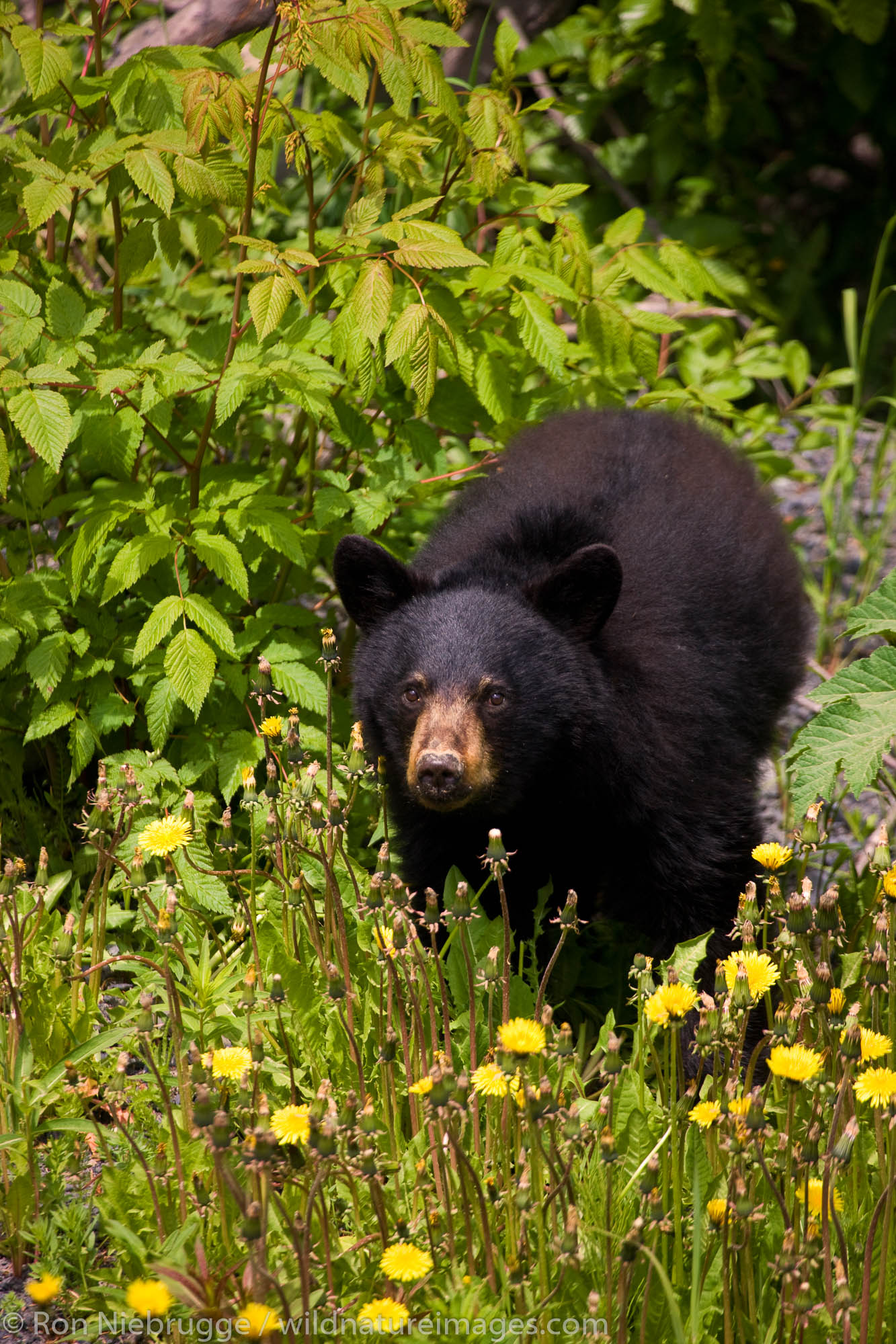 A black bear near Seward, Alaska.