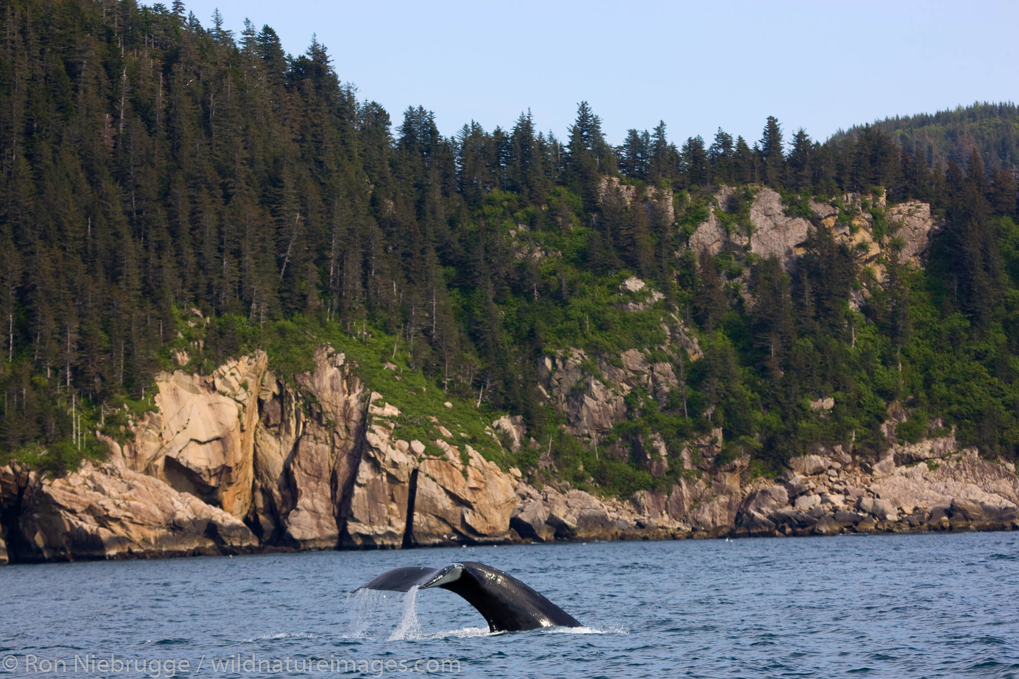 Humpback whale, Kenai Fjords National Park, near Seward, Alaska.