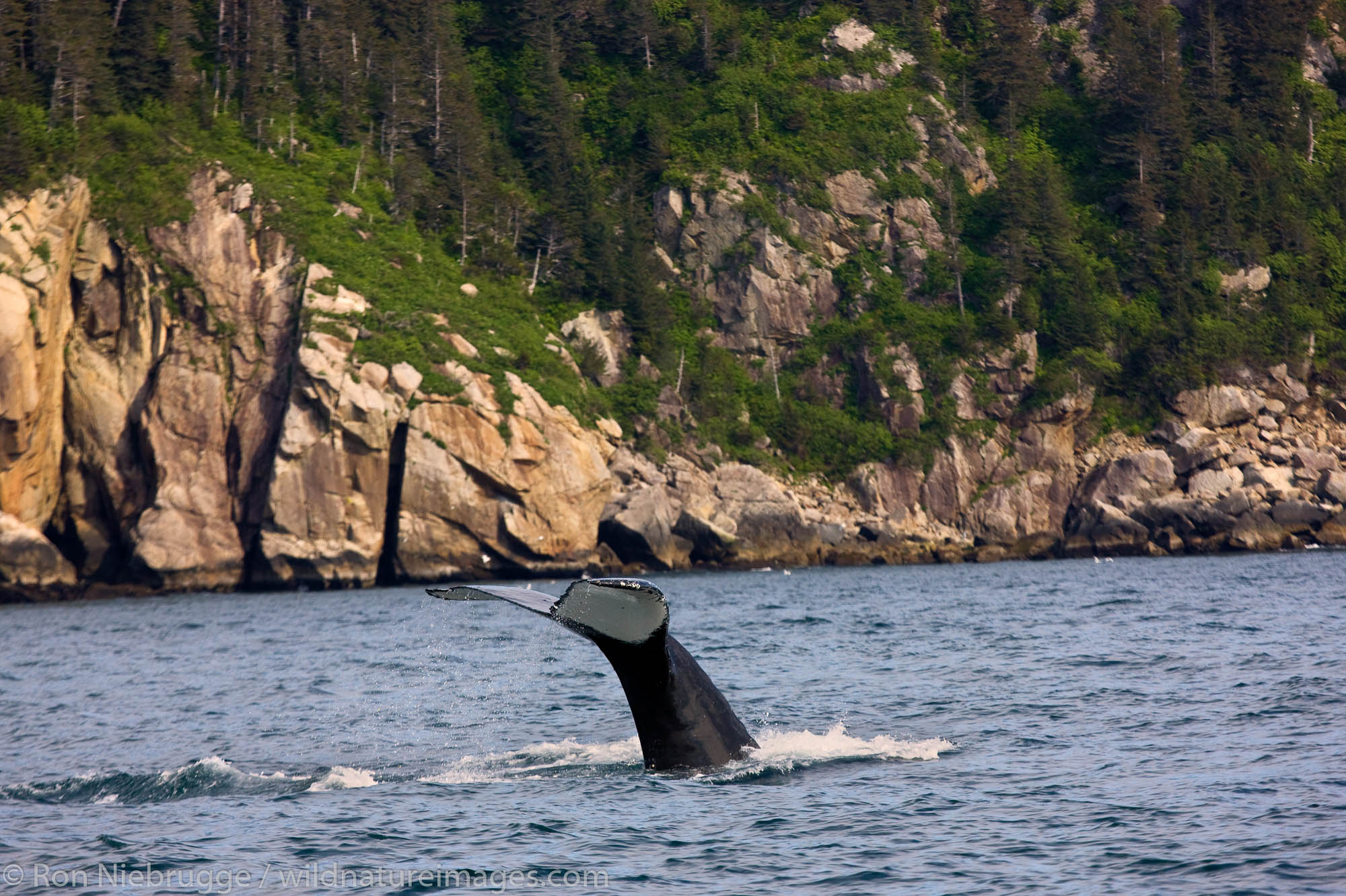 Humpback whale, Kenai Fjords National Park, near Seward, Alaska.