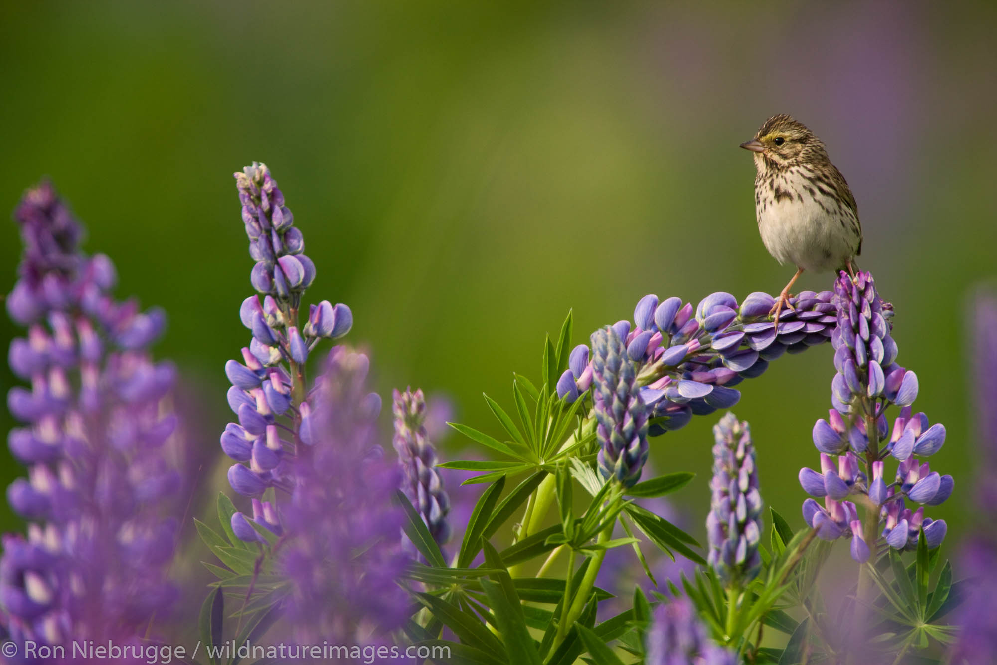 Savannah Sparrow on a nootka lupine, Chugach National Forest near Seward, Alaska