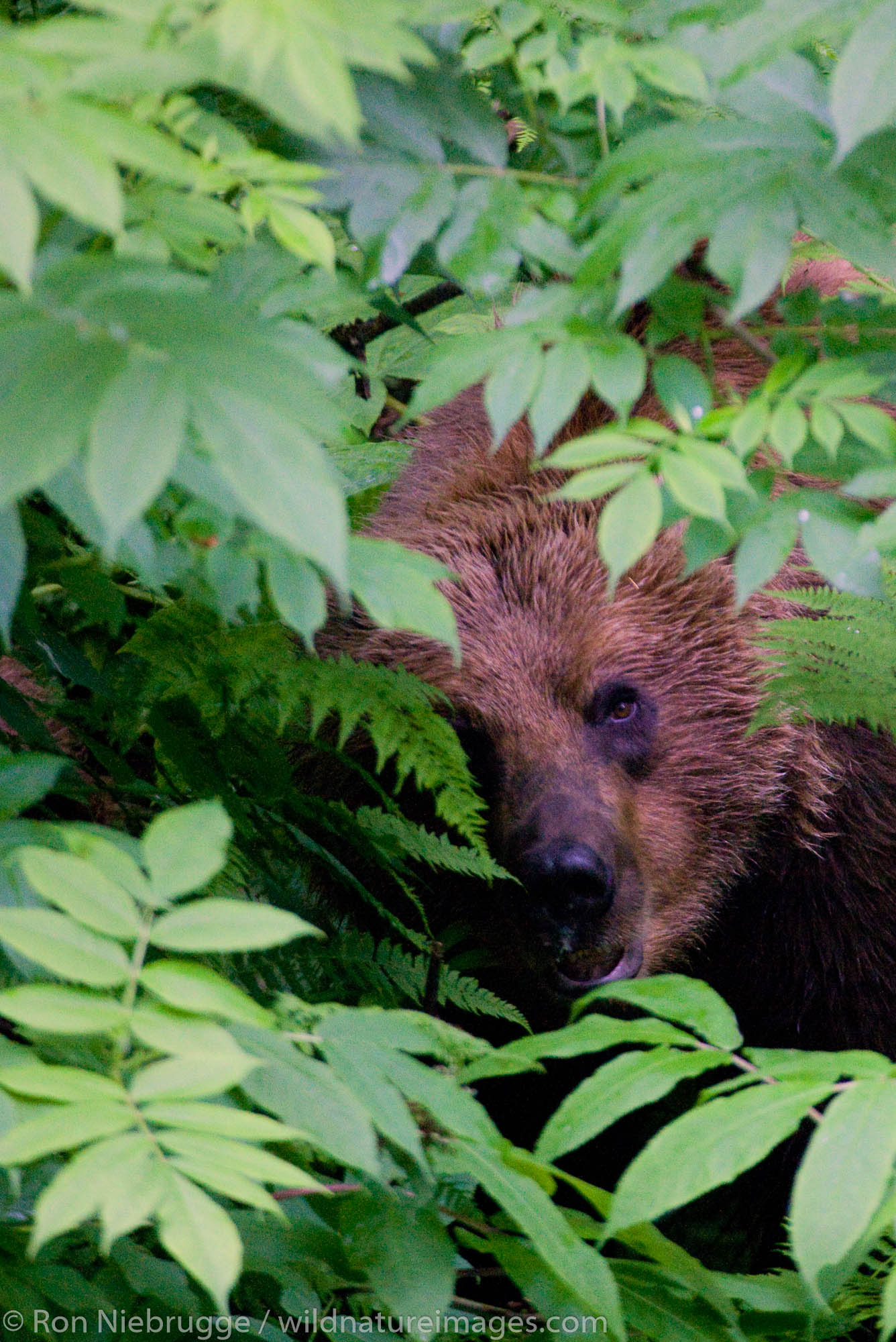 A Brown or Grizzly Bear, Chugach National Forest, near Seward, Alaska.