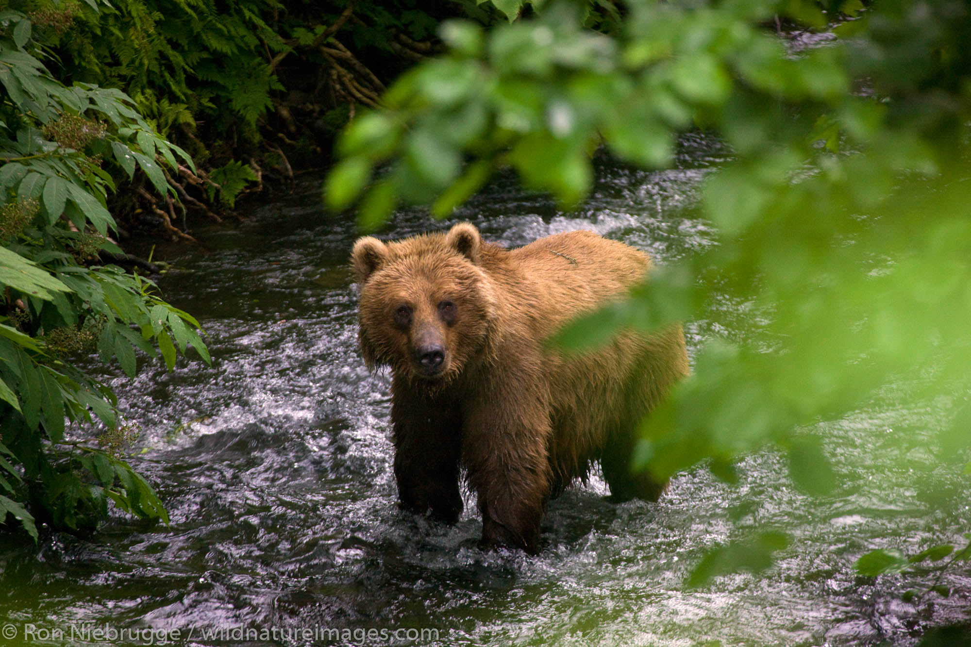 A Brown or Grizzly Bear, Chugach National Forest, near Seward, Alaska.