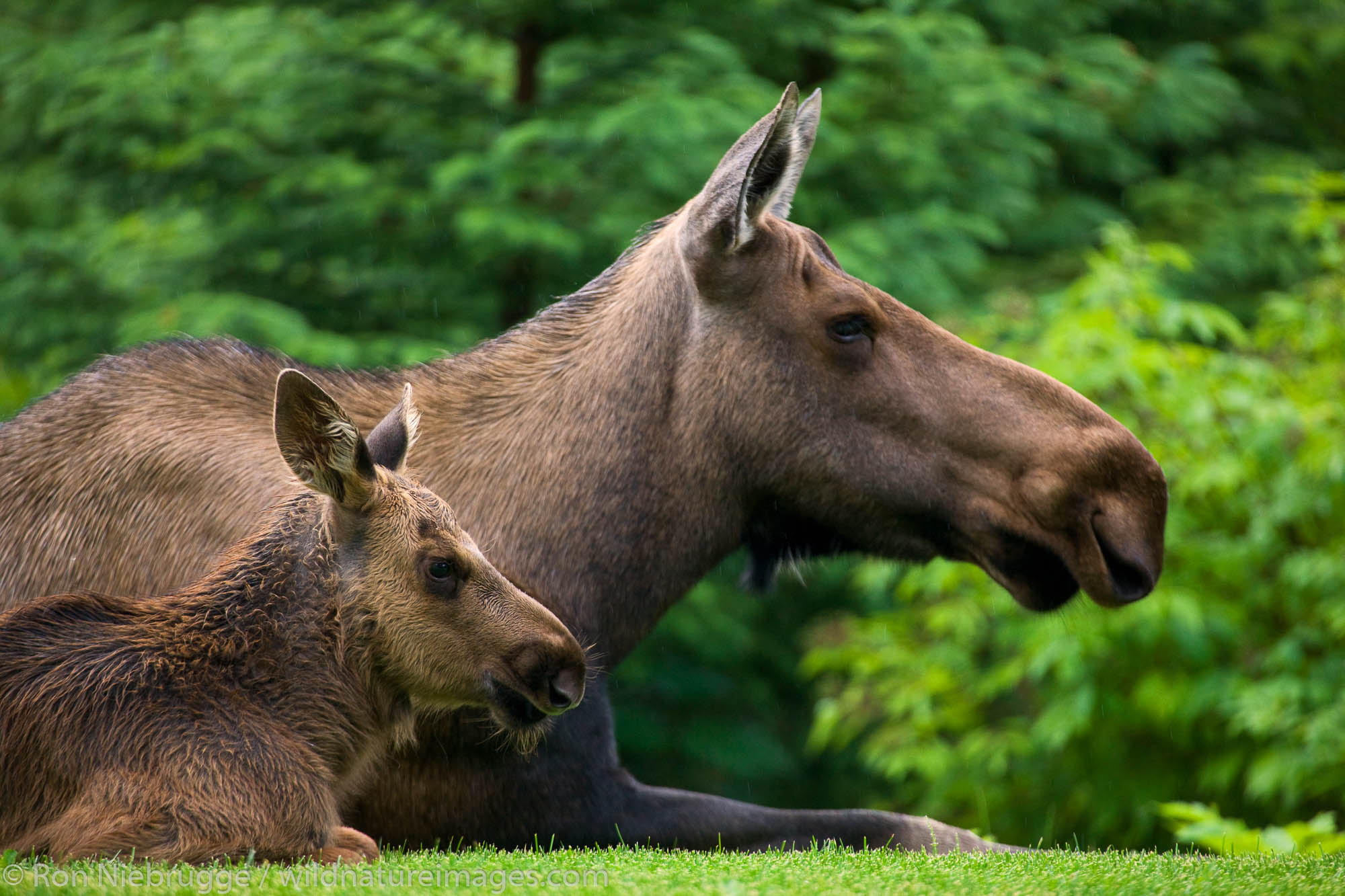 A cow and calf moose, near Seward, Alaska.