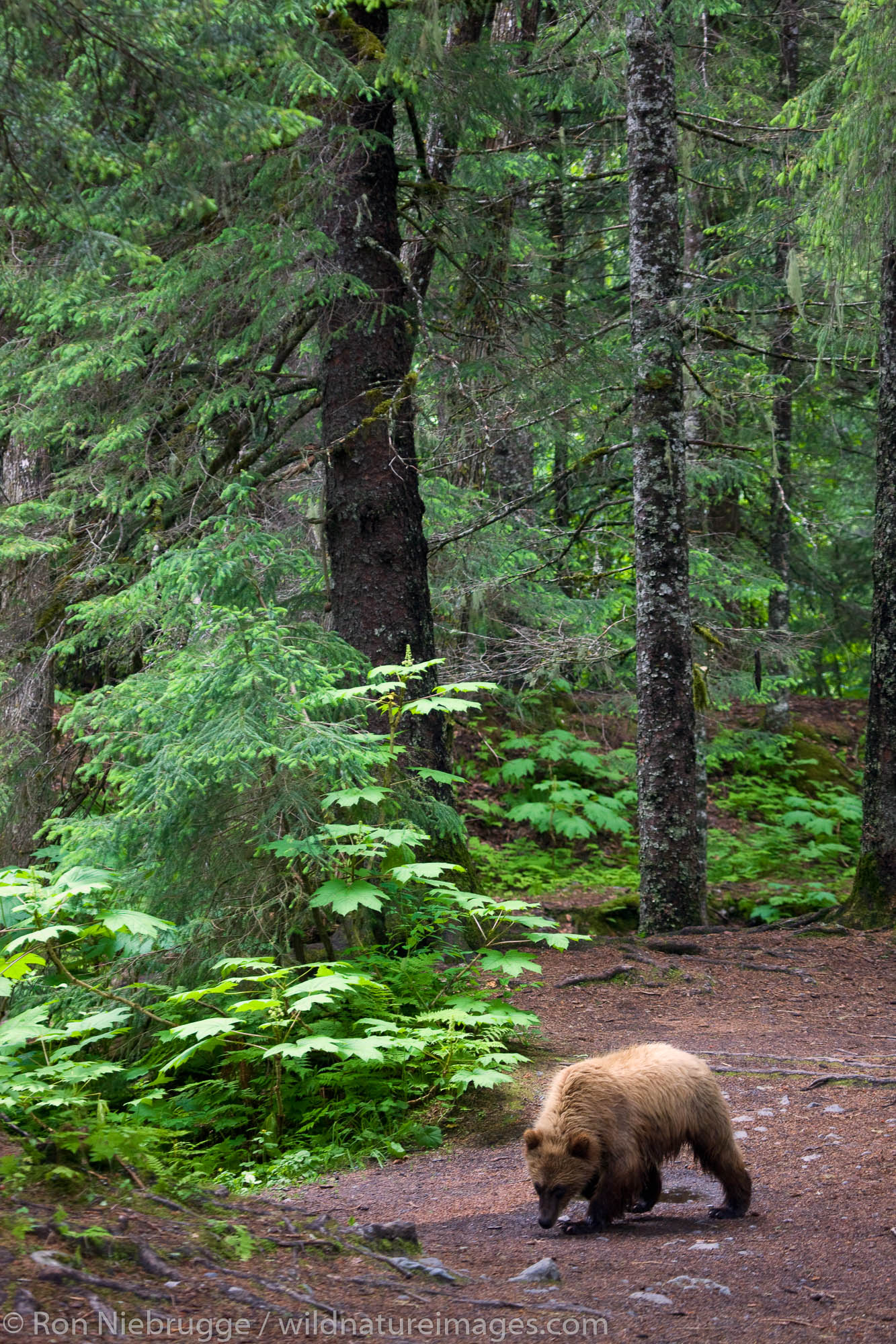A Brown or Grizzly Bear, Chugach National Forest, near Seward, Alaska.