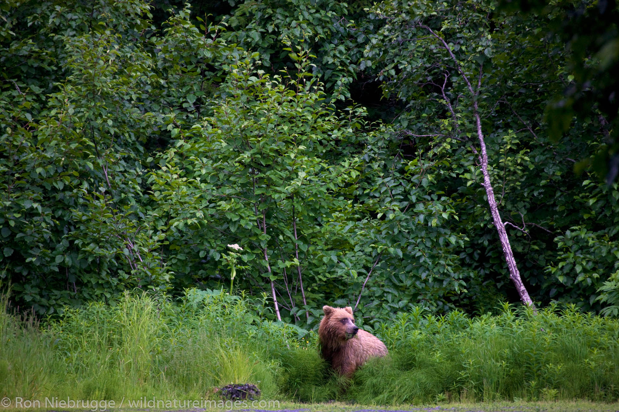 A Brown or Grizzly Bear, Chugach National Forest, near Seward, Alaska.