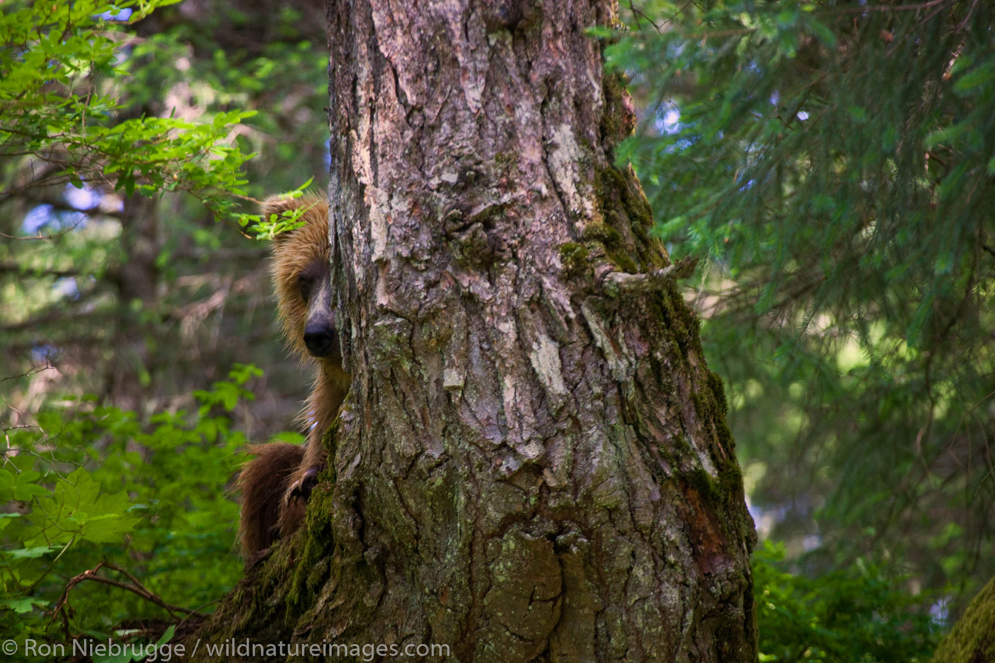 A Brown or Grizzly Bear, Chugach National Forest, near Seward, Alaska.