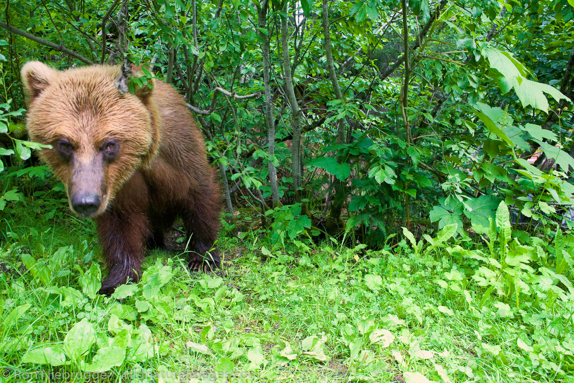 A Brown or Grizzly Bear, Chugach National Forest, near Seward, Alaska.