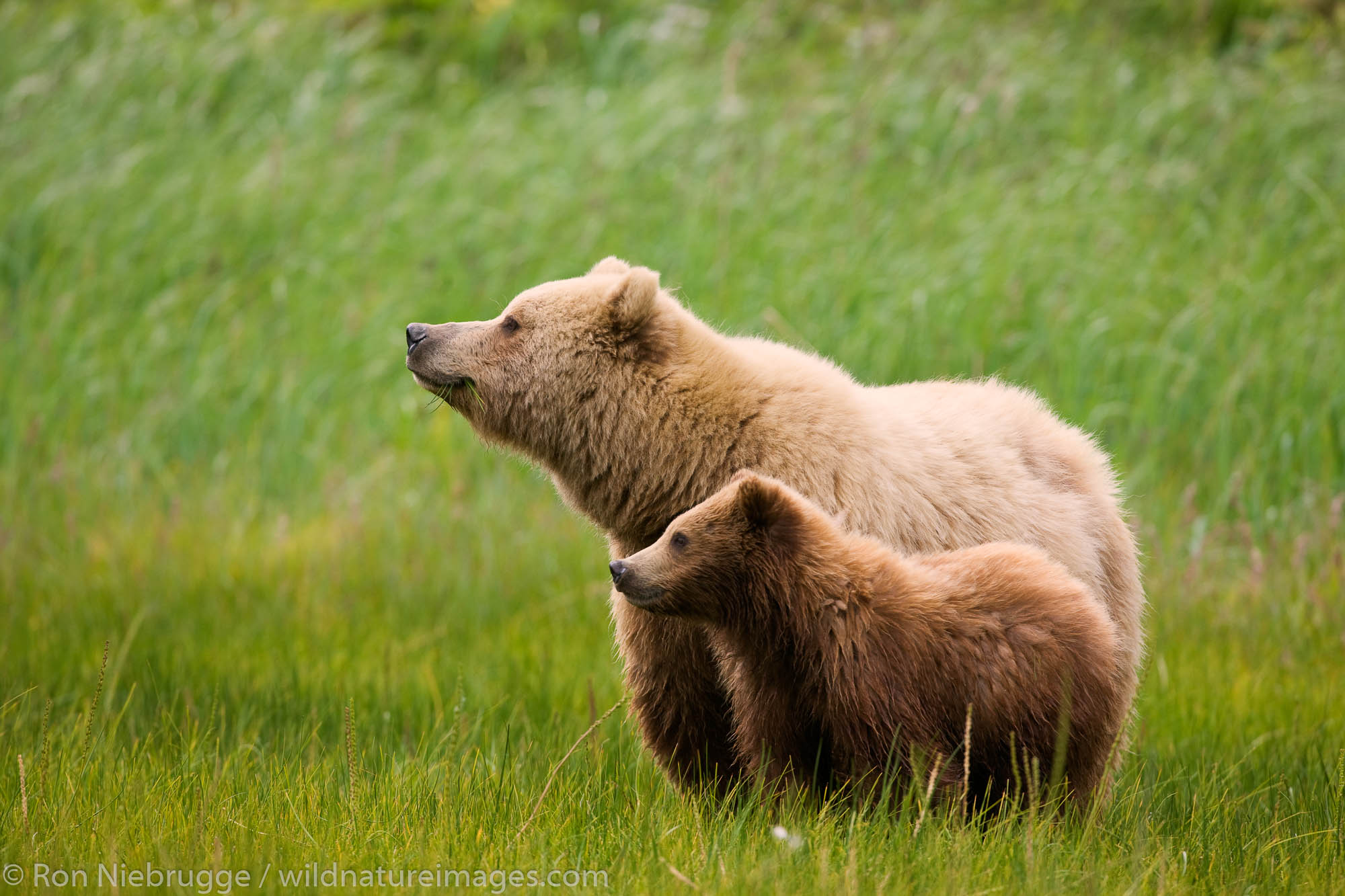 A Grizzly Bear sow with cub, Lake Clark National Park, Alaska.