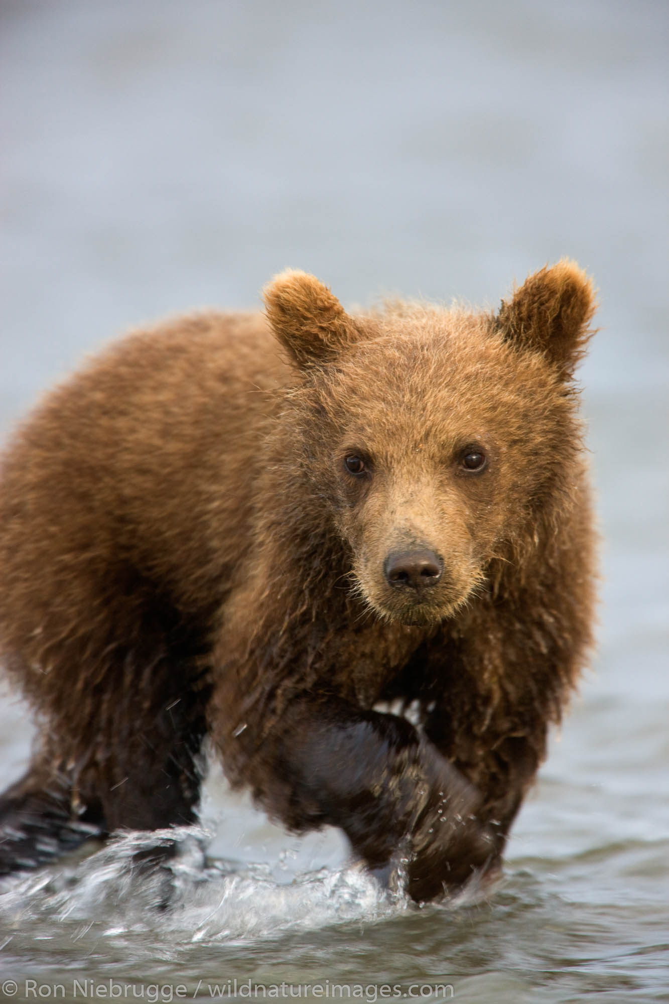A Brown or Grizzly Bear cub, Lake Clark National Park, Alaska.