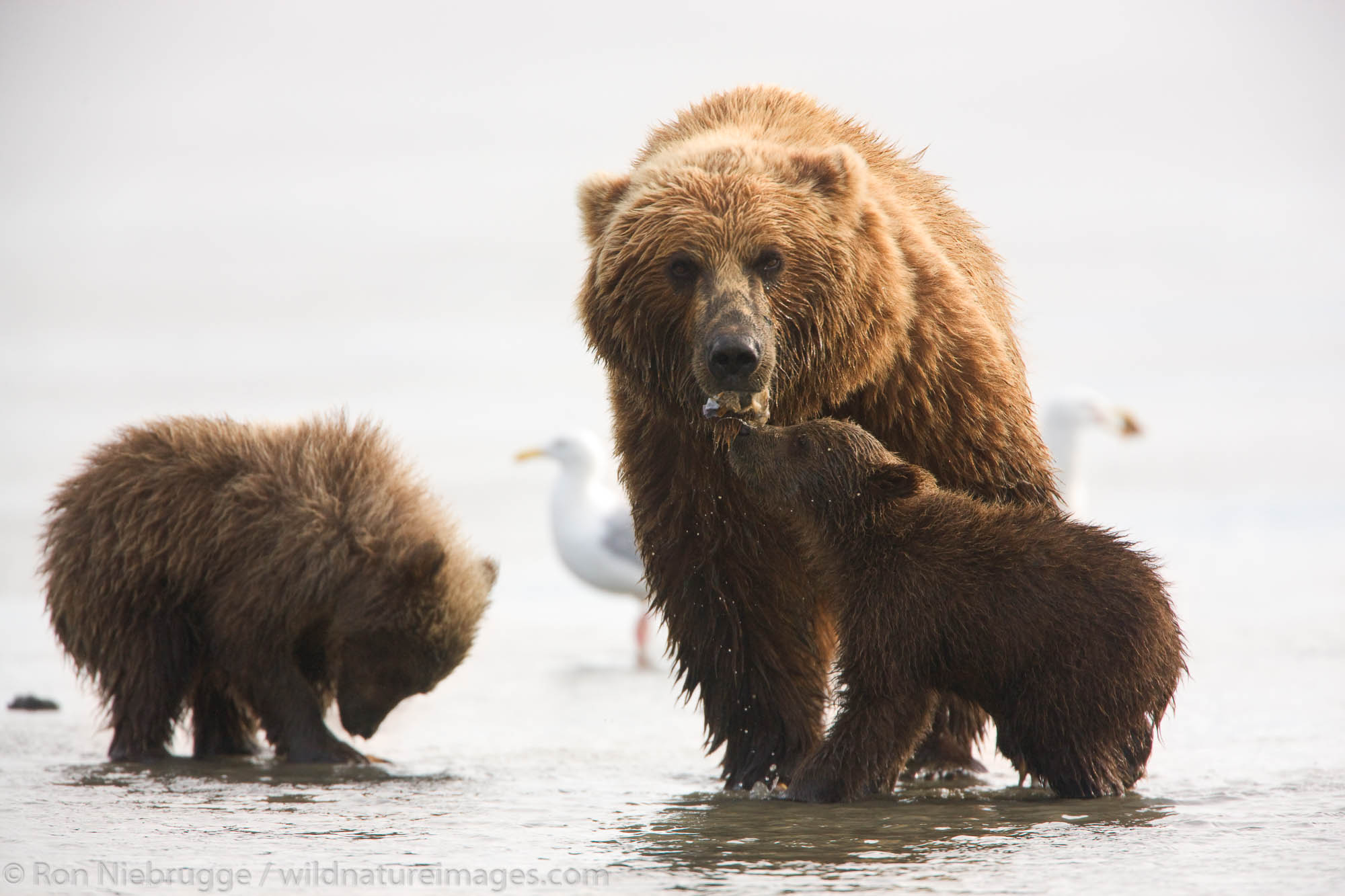 A Grizzly Bear sow with cubs, Lake Clark National Park, Alaska.