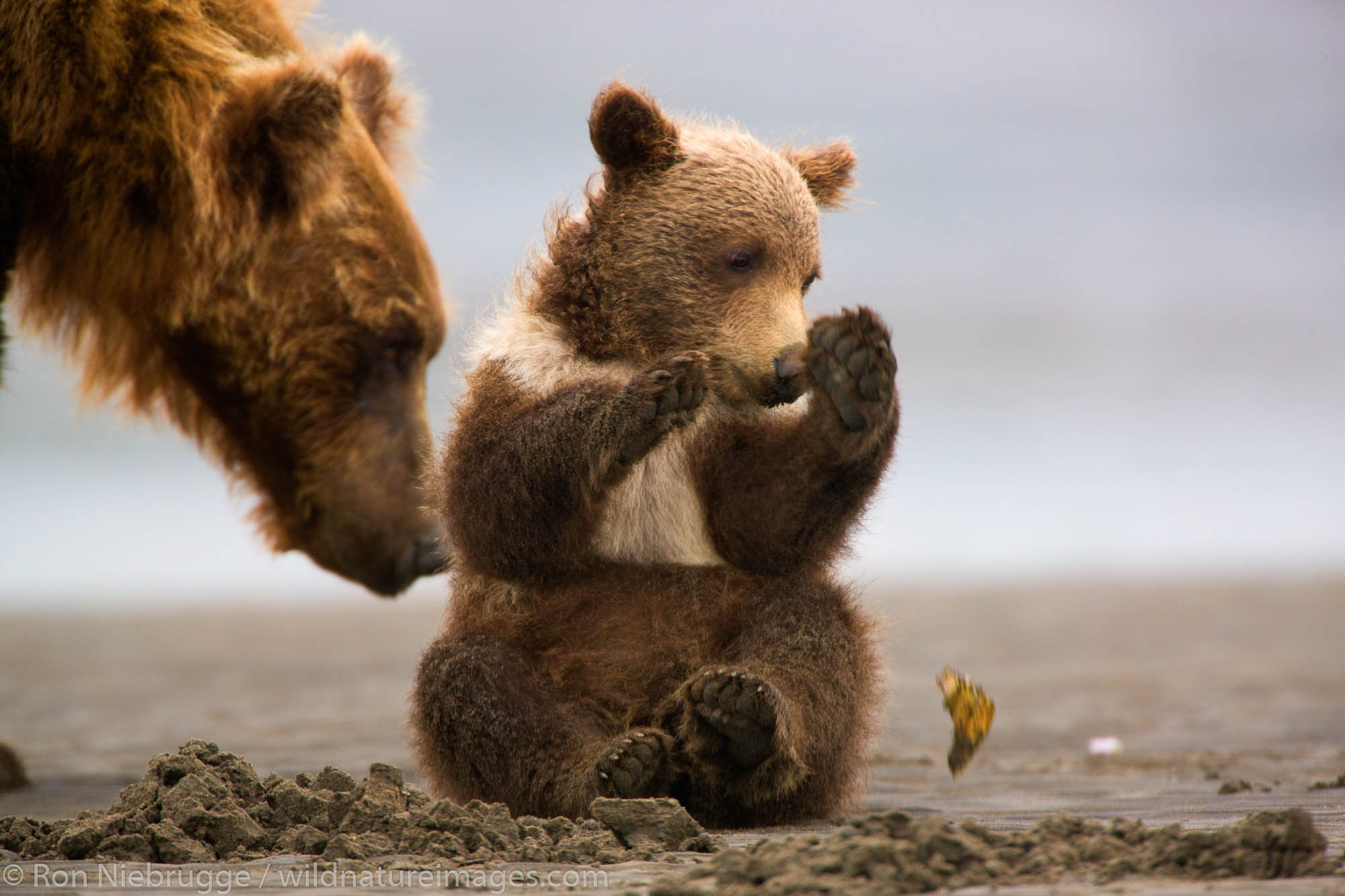 A Grizzly Bear sow with cub, Lake Clark National Park, Alaska.