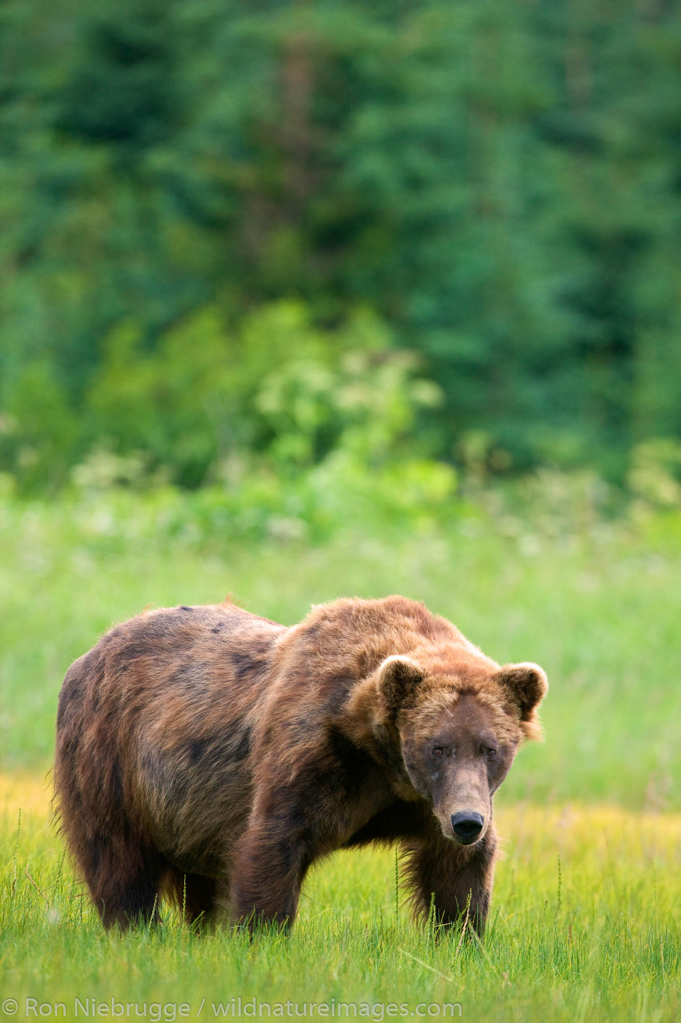 A Brown or Grizzly Bear, Lake Clark National Park, Alaska.