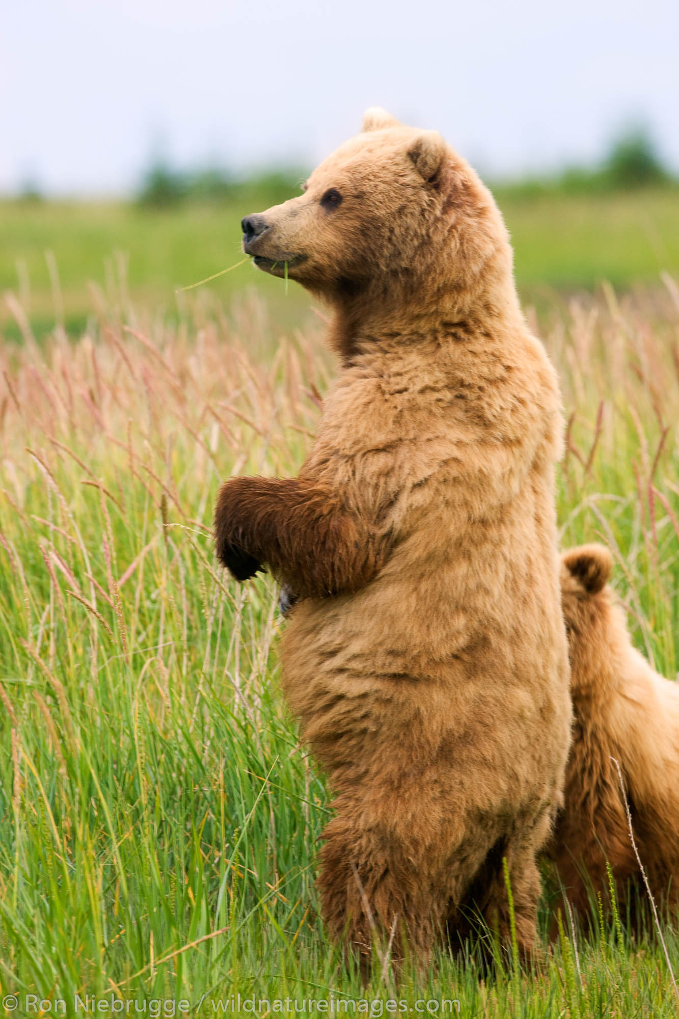 A Grizzly Bear sow with cub, Lake Clark National Park, Alaska.