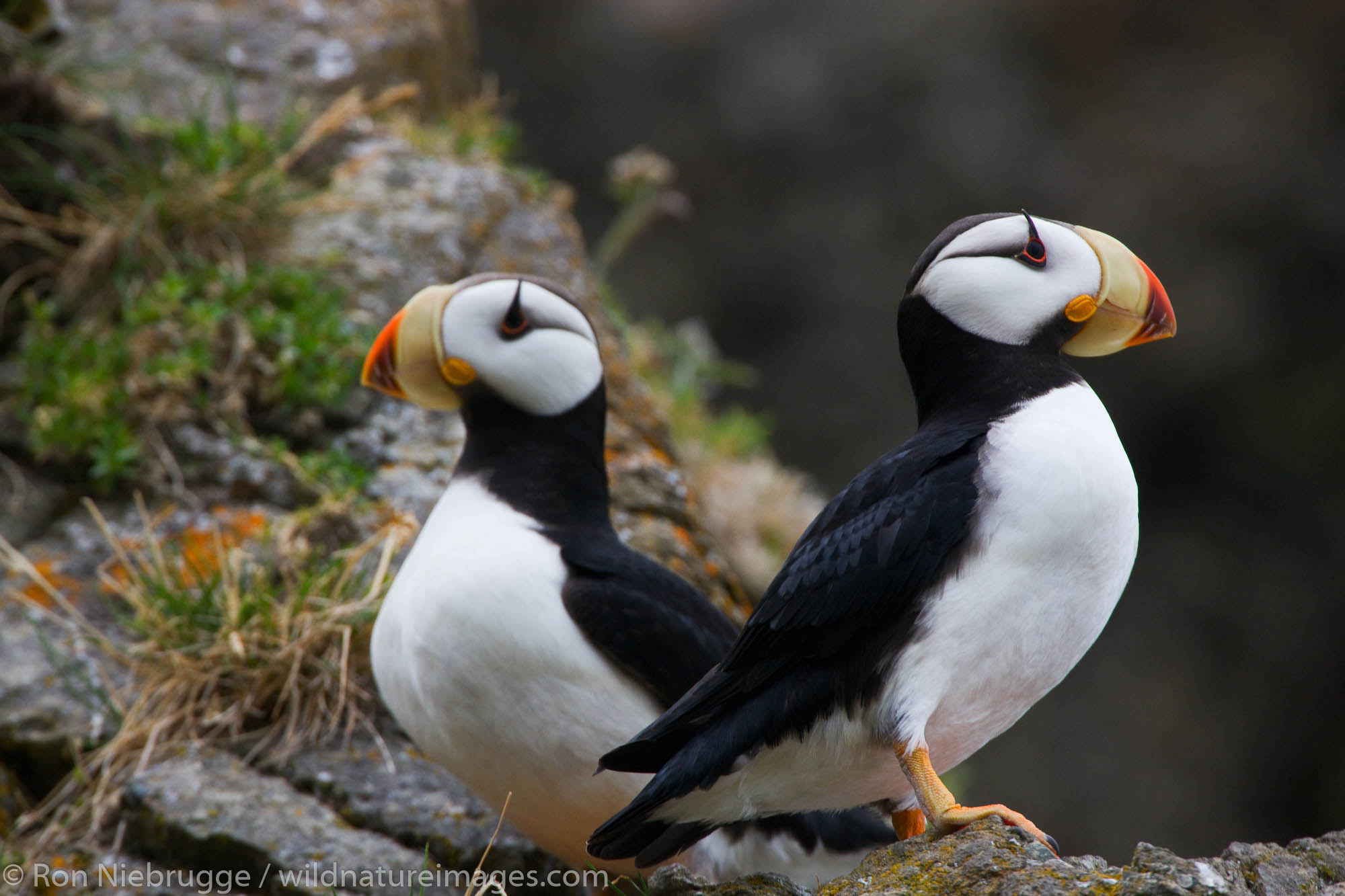 Horned Puffin, Alaska Maritime National Wildlife Refuge near Lake Clark National Park, Alaska.