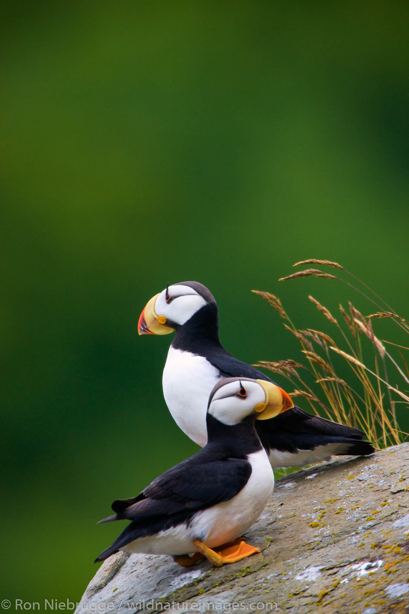 Horned Puffin, Alaska Maritime National Wildlife Refuge near Lake Clark National Park, Alaska.