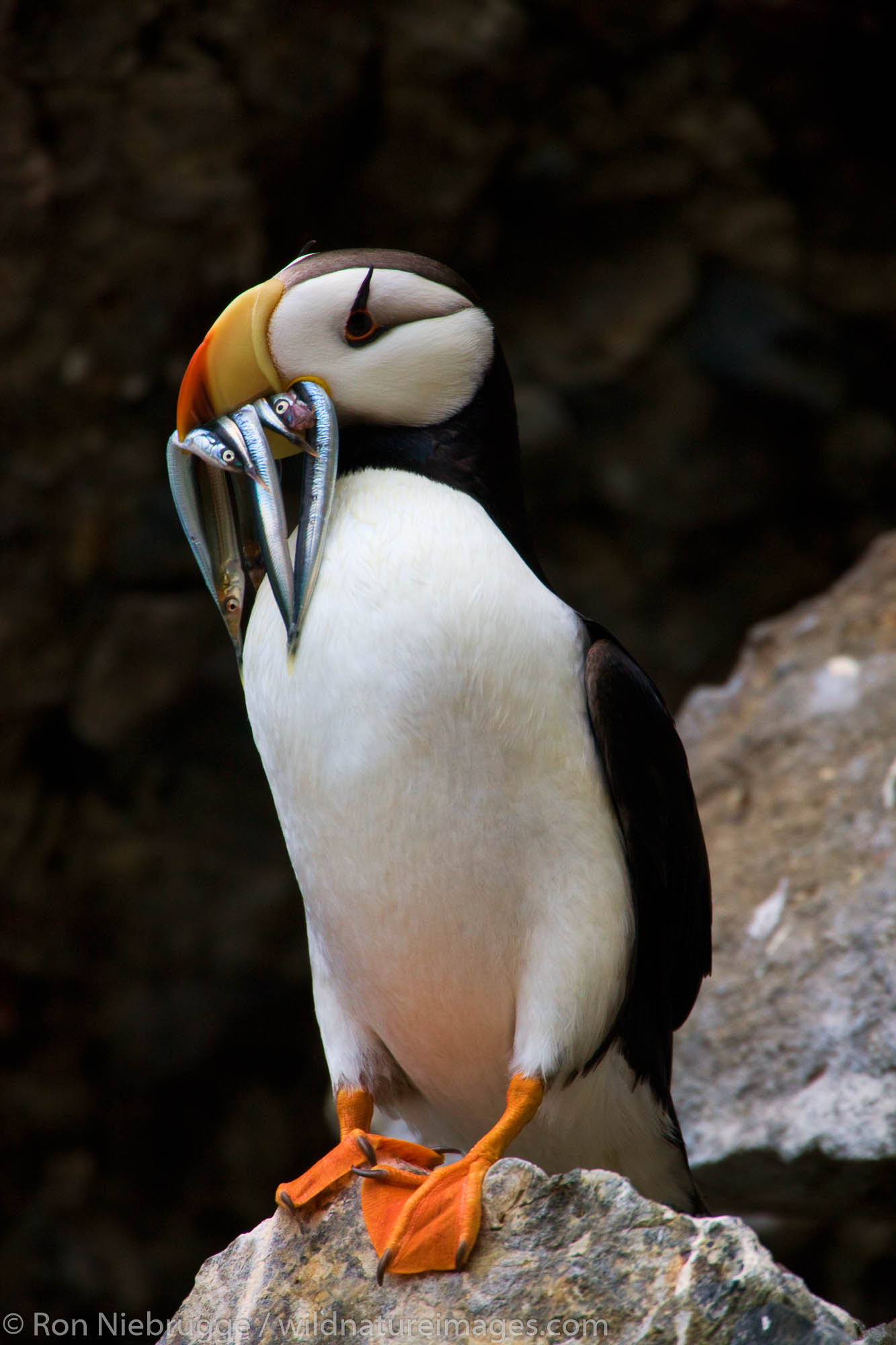 Horned and tufted puffin photos from Alaska's coast.