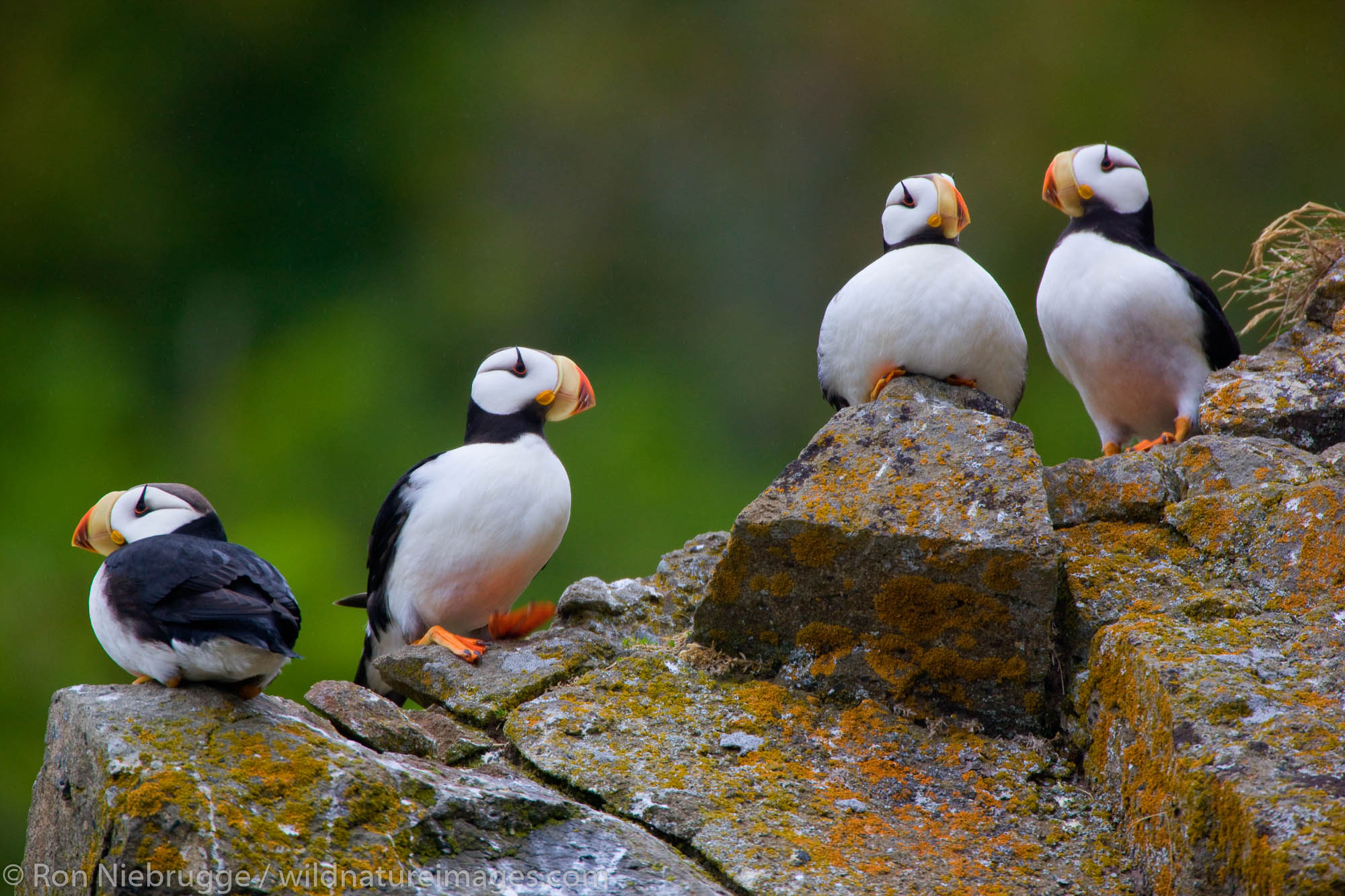 Horned Puffin, Alaska Maritime National Wildlife Refuge near Lake Clark National Park, Alaska.