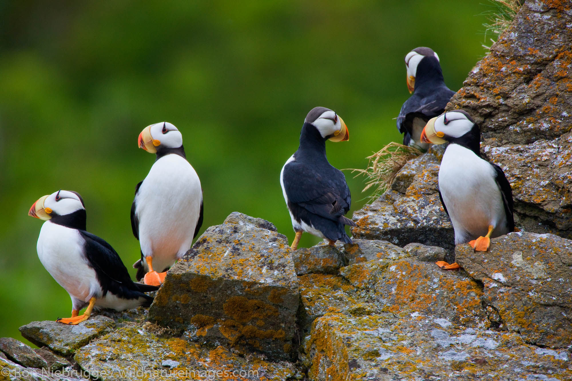 Horned Puffin, Alaska Maritime National Wildlife Refuge near Lake Clark National Park, Alaska.