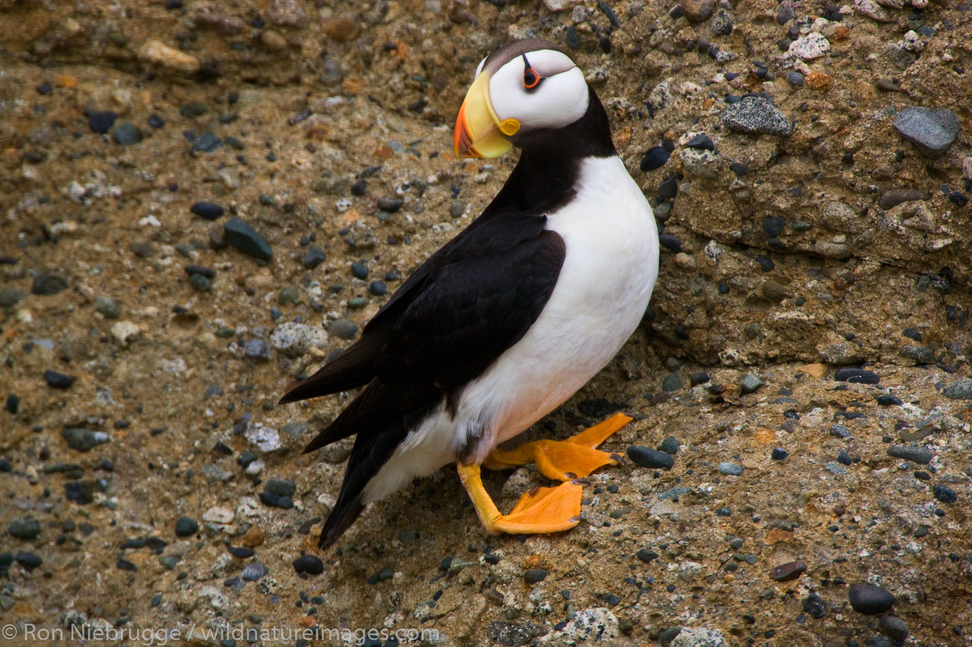Horned Puffin, Alaska Maritime National Wildlife Refuge near Lake Clark National Park, Alaska.