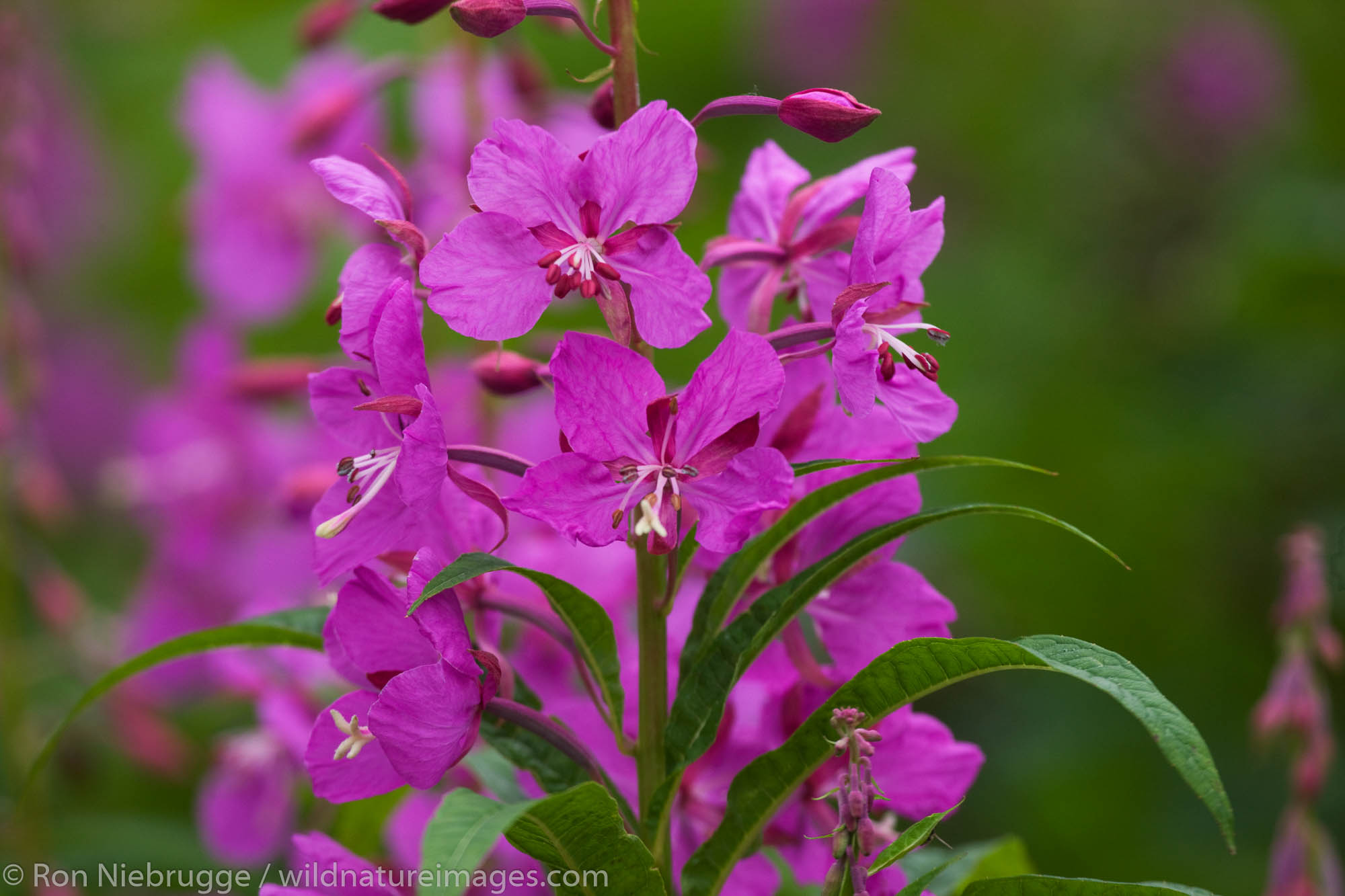 Fireweed wildflowers, Lake Clark National Park, Alaska.