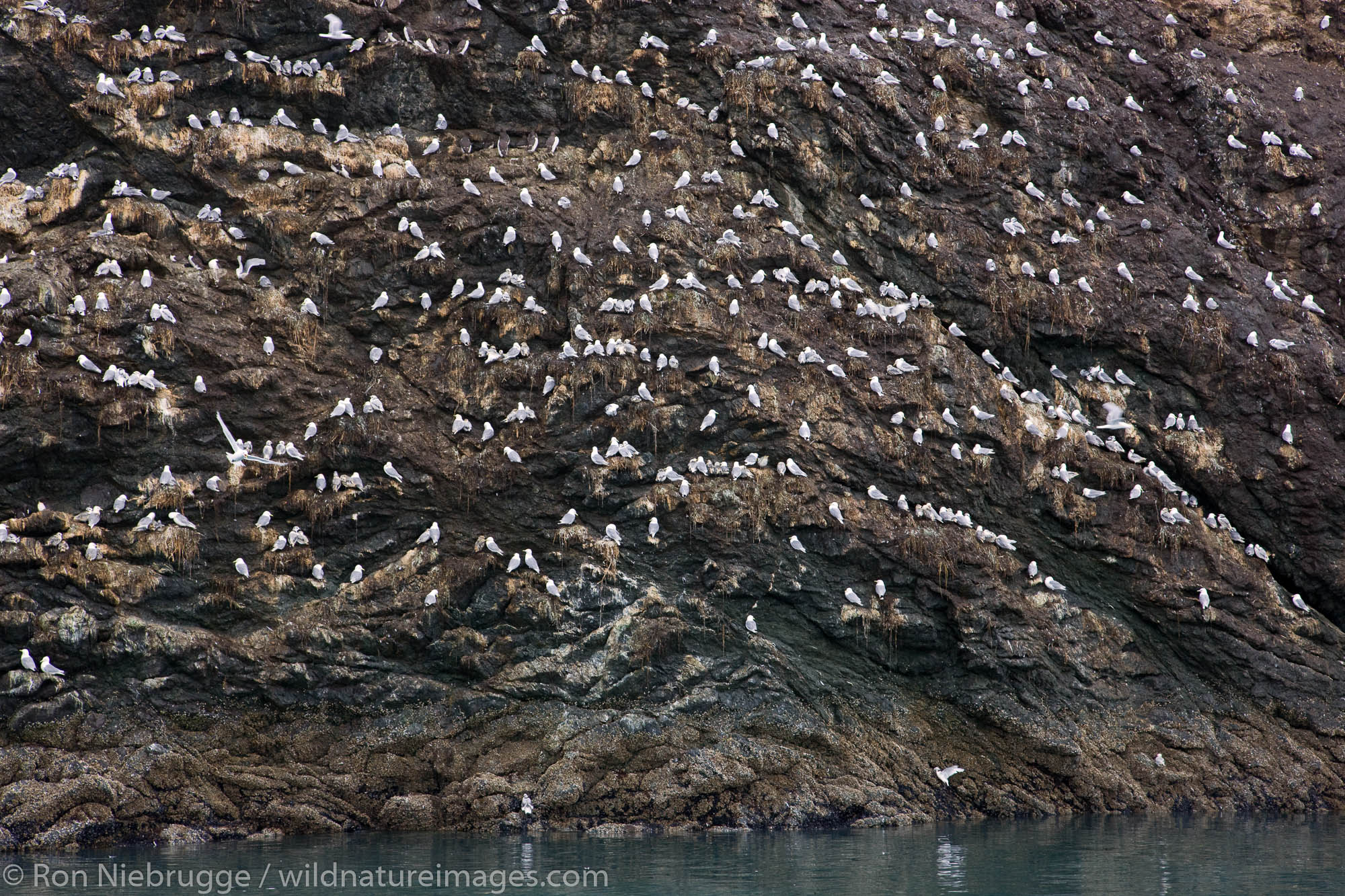 Birds on Gull Island, Kachemak Bay near Homer, Alaska.