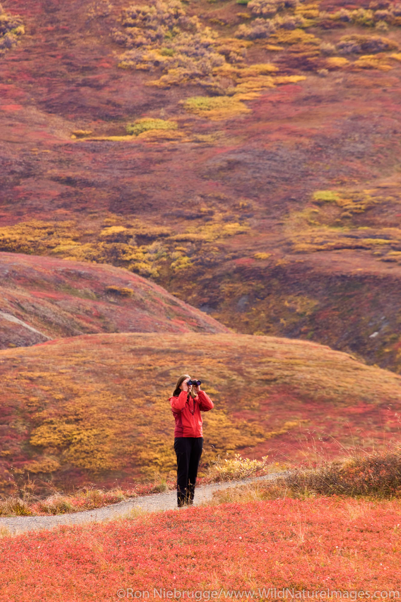A hiker enjoying the fall tundra, Denali National Park, Alaska.  Model released.