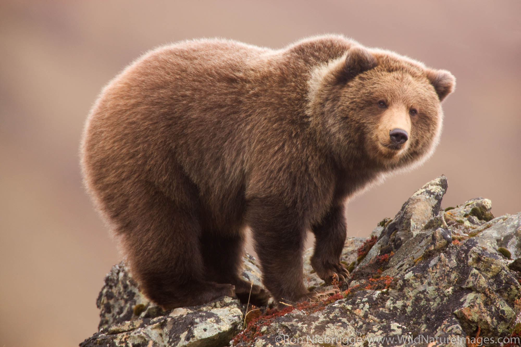 Grizzly Bear, also called Brown Bear, Denali National Park, Alaska.