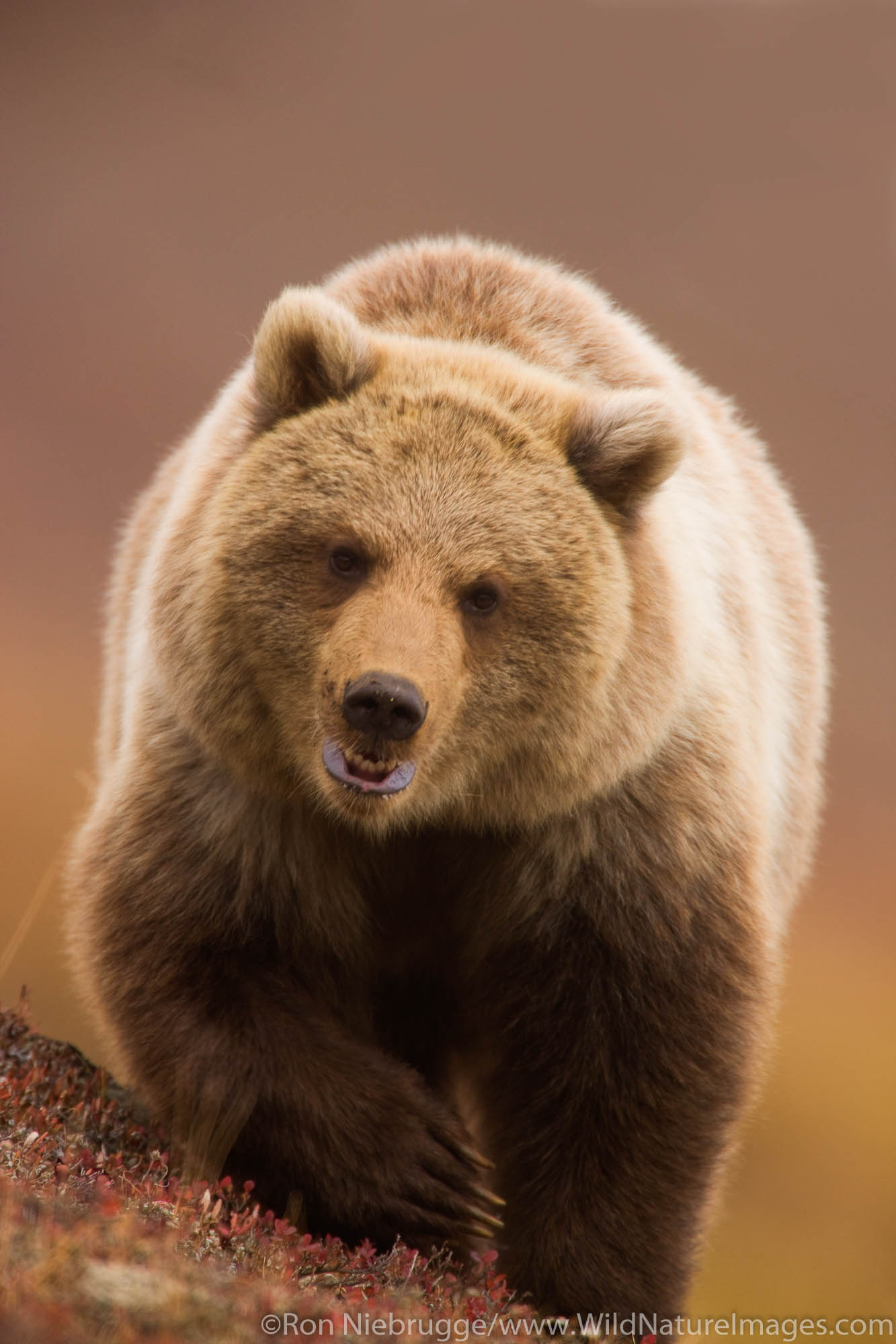 Grizzly Bear, also called Brown Bear, Denali National Park, Alaska.