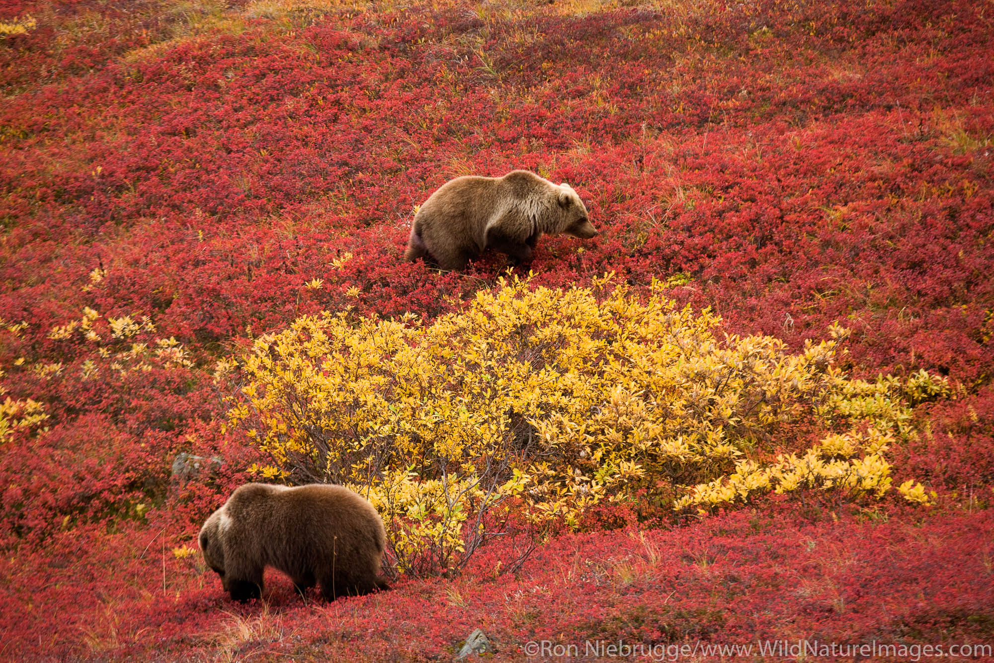 Grizzly Bear, also called Brown Bear, Denali National Park, Alaska.