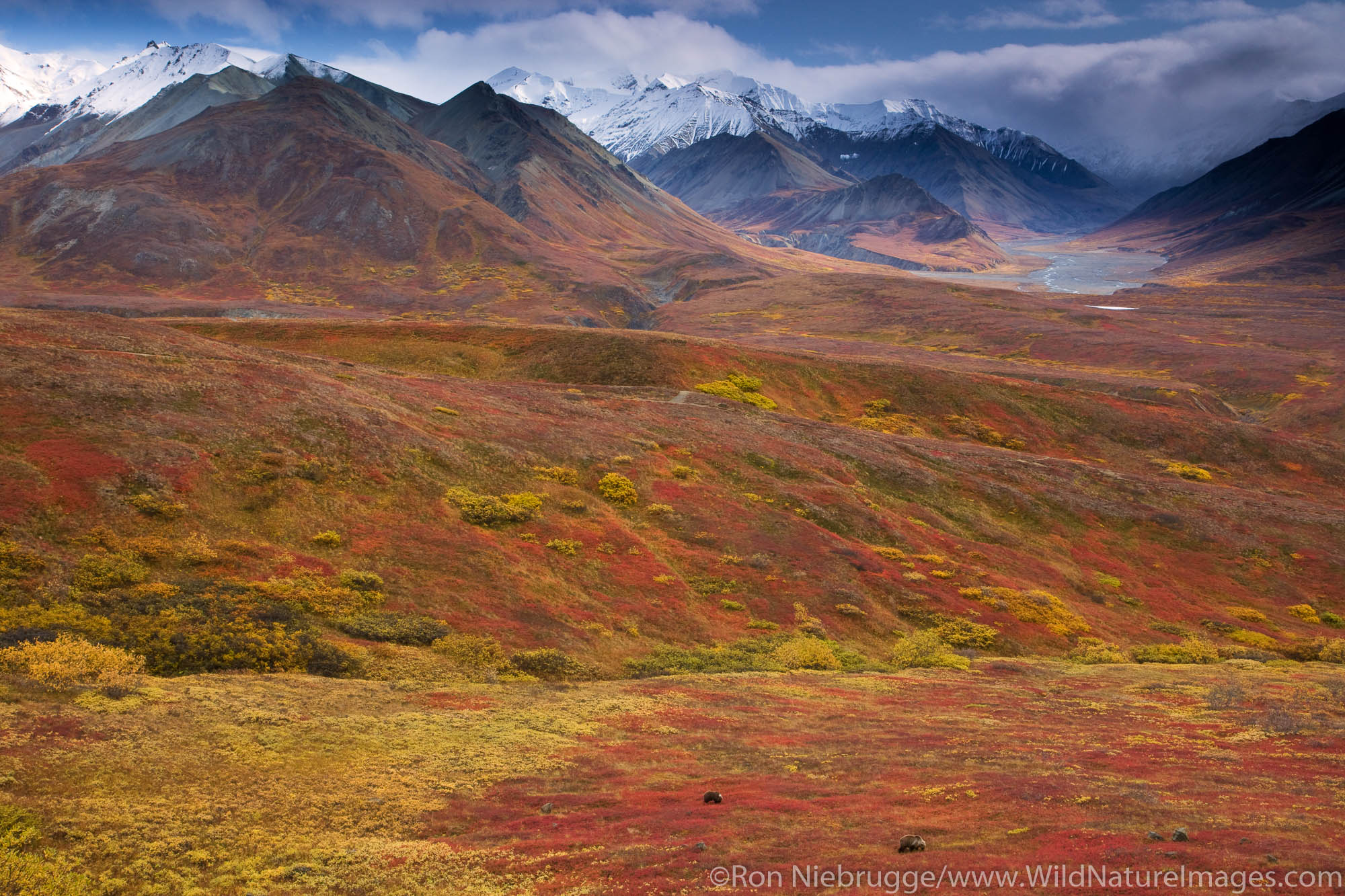 Grizzly Bear, also called Brown Bear, Denali National Park, Alaska.