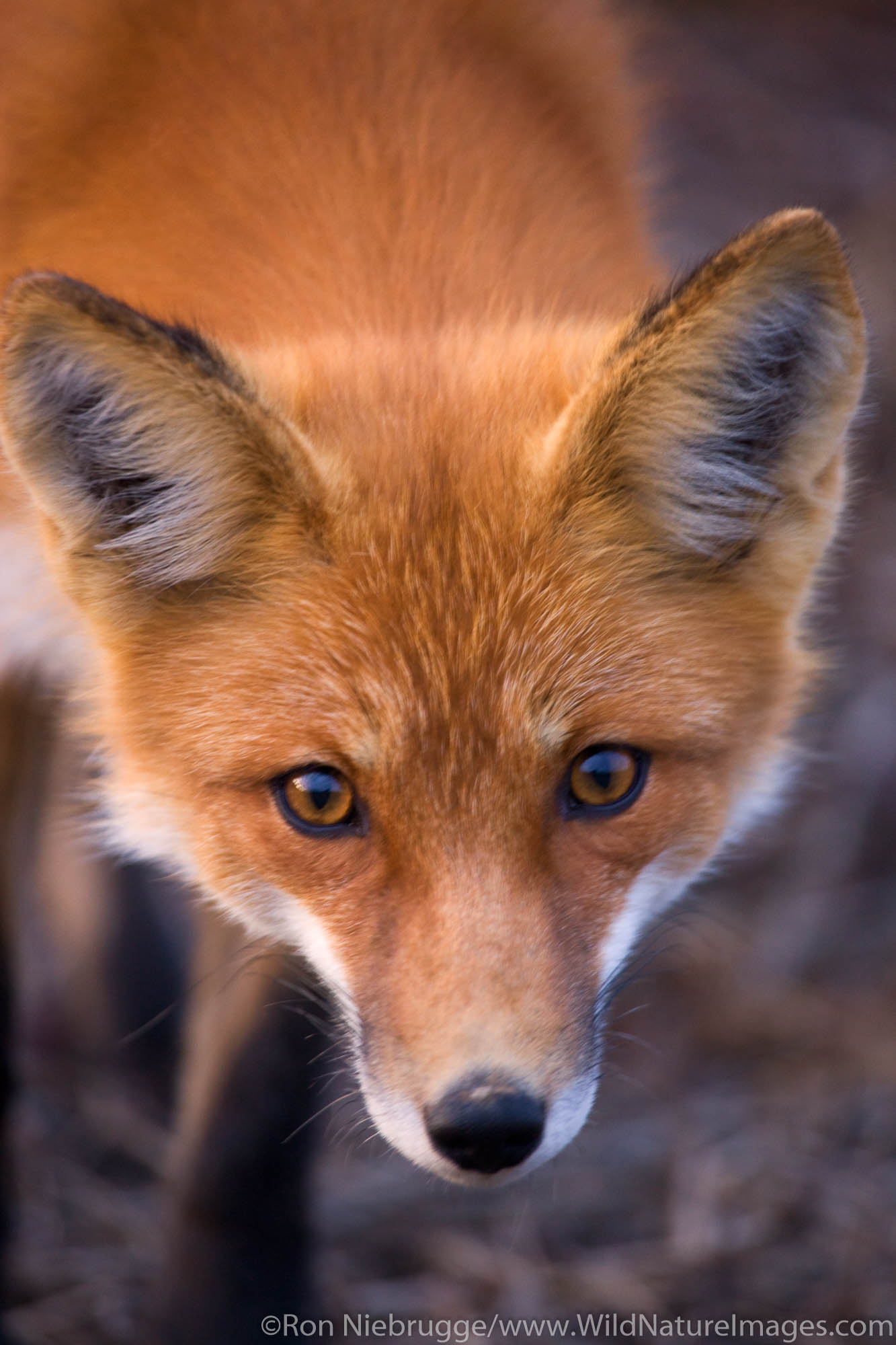 Red Fox, Denali National Park, Alaska.