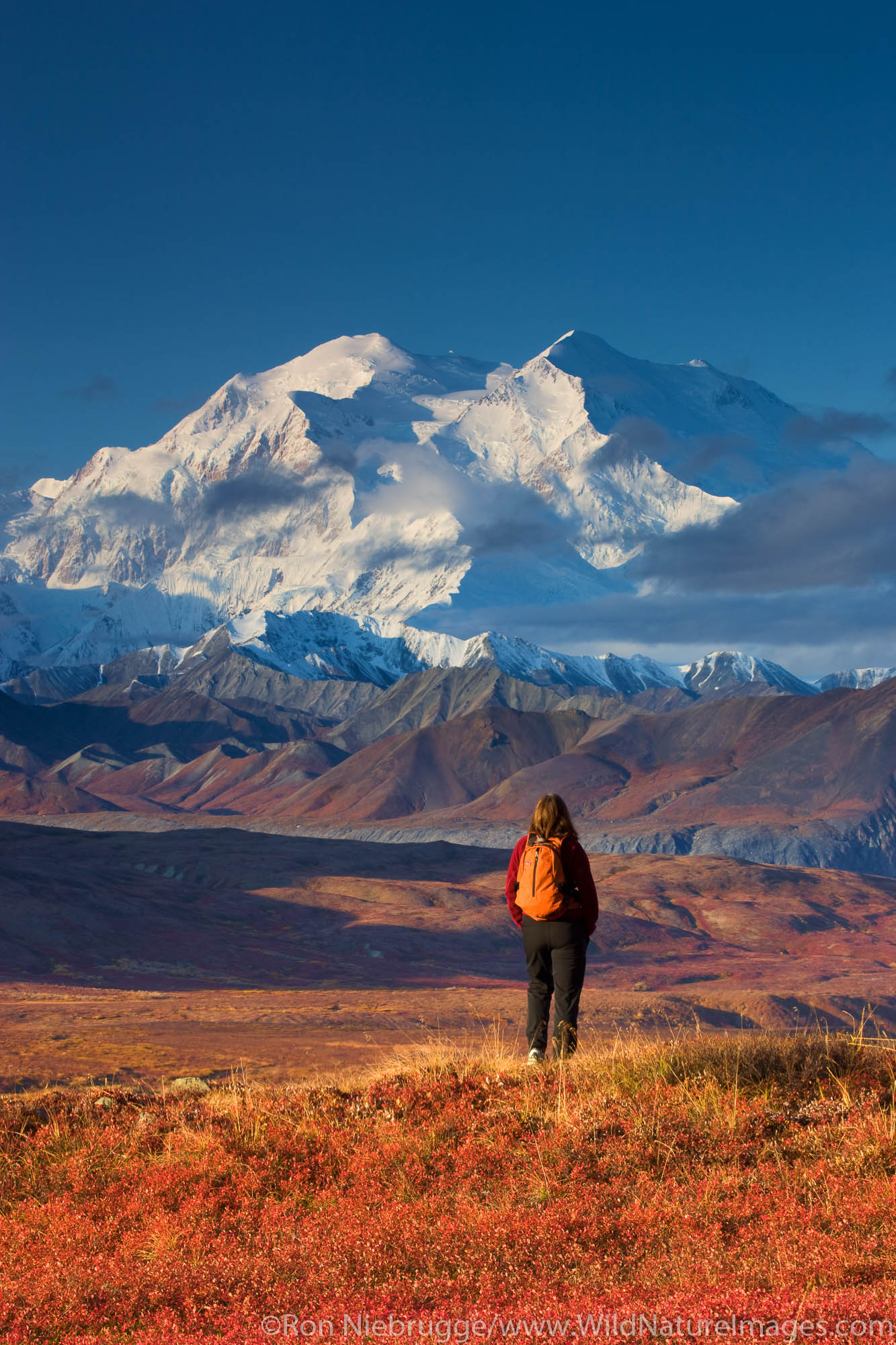 A hiker enjoying the view of Mt. McKinley, Denali National Park, Alaska.  (model released)