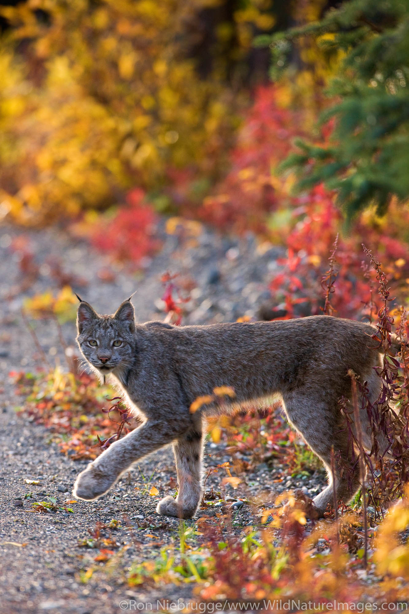 A wild Lynx, Denali National Park, Alaska.