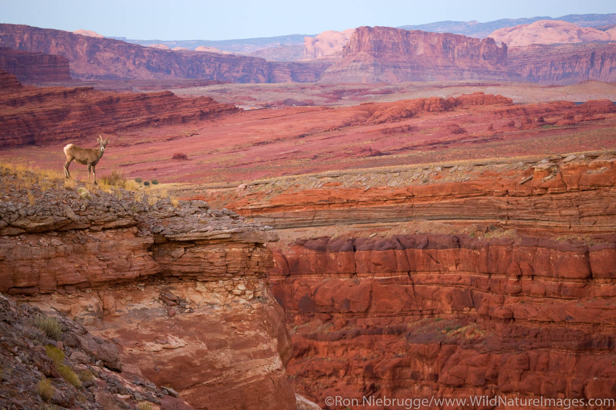 Desert Bighorn Sheep, Island in the Sky District, Canyonlands National Park, near Moab, Utah.