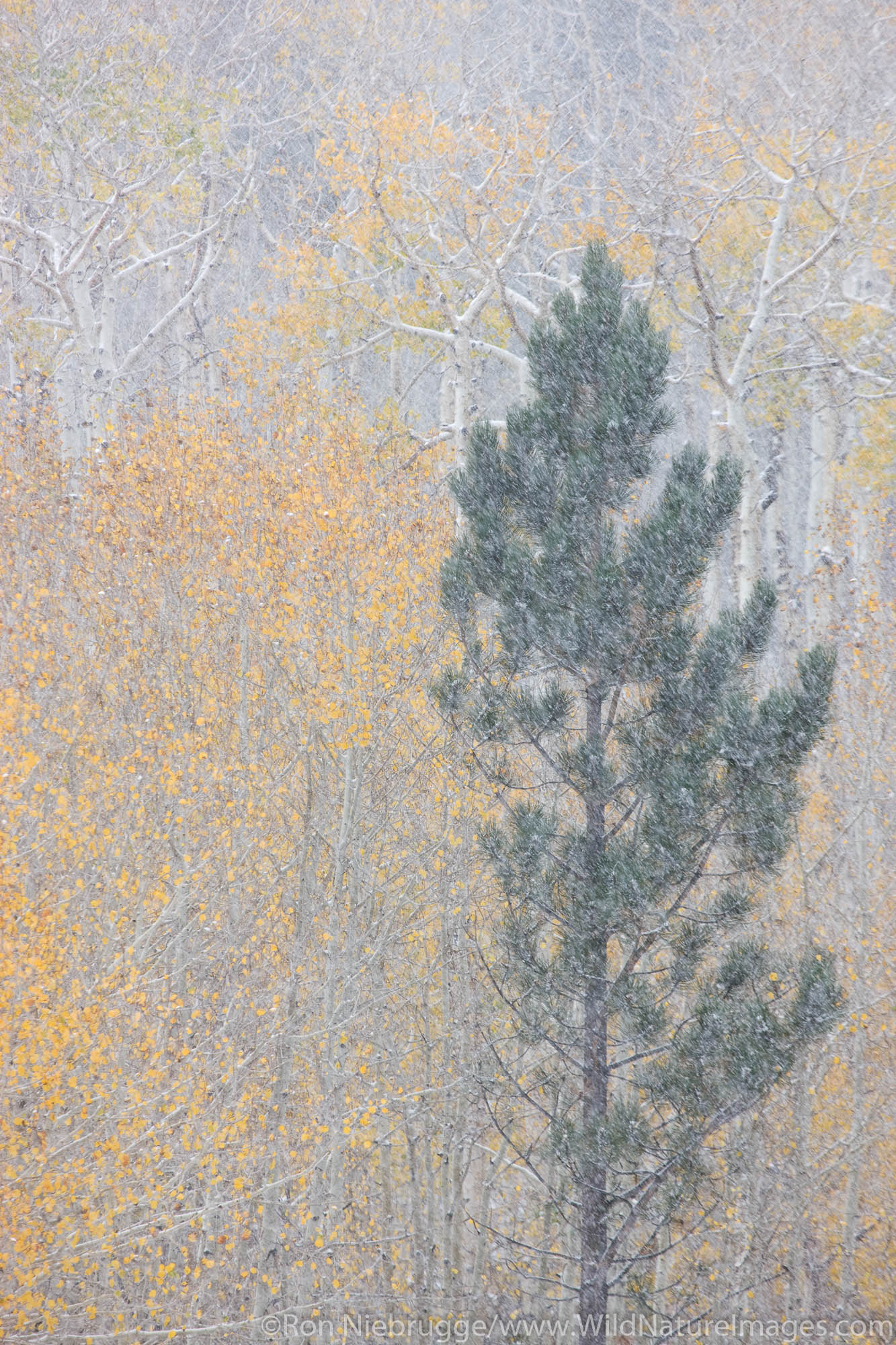 Early snow during autumn on Boulder Mountain, Dixie National Forest, Utah.