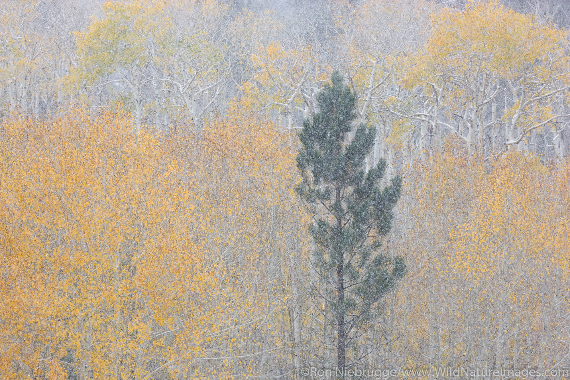 Early snow during autumn on Boulder Mountain, Dixie National Forest, Utah.