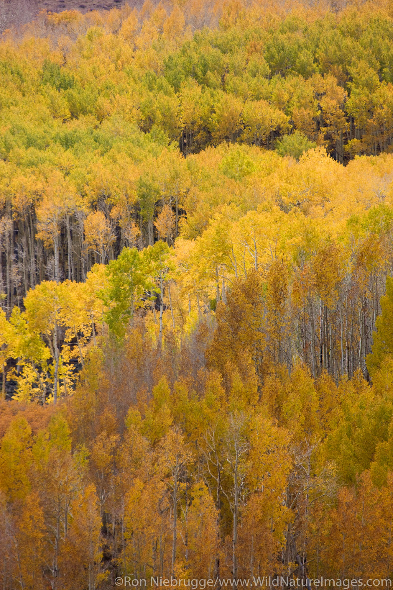 Autumn on Boulder Mountain, Dixie National Forest, Utah.