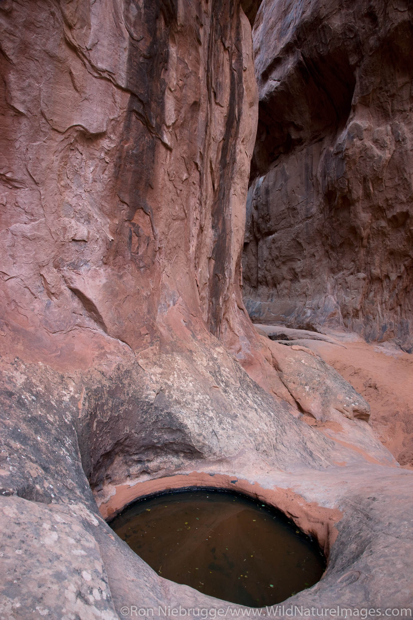 Water in a pothole, Fiery Furnace, Arches National Park, near Moab, Utah.