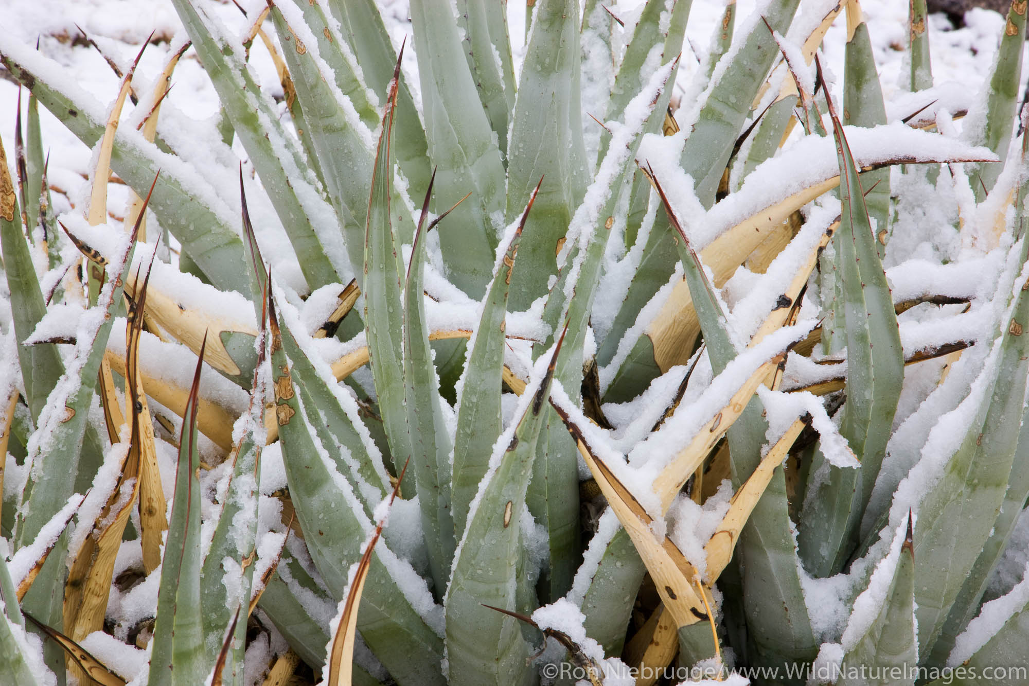 Snow in Anza-Borrego Desert State Park, California.