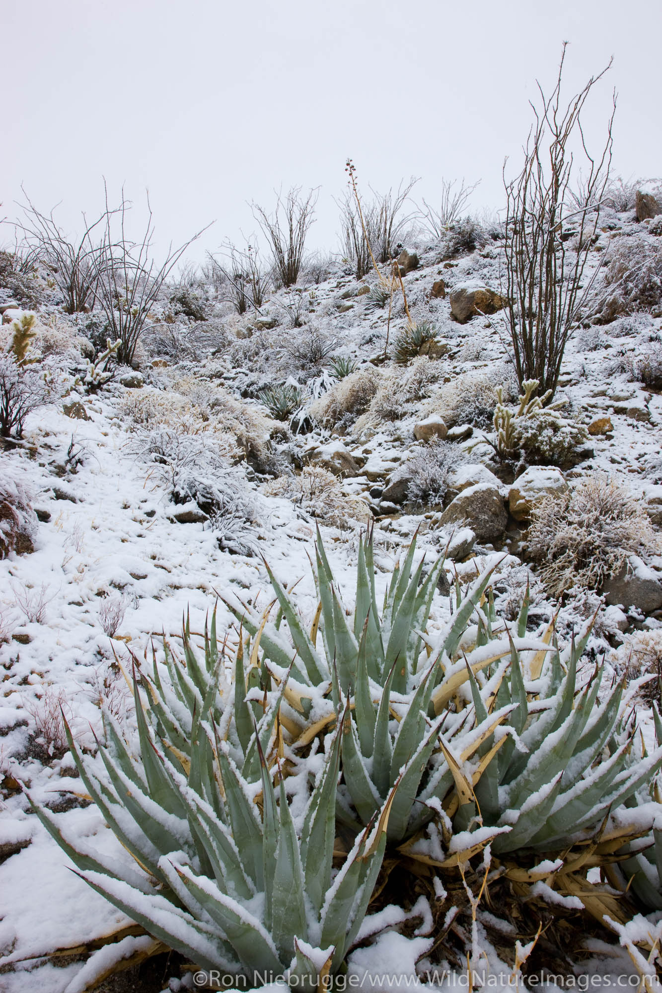 Snow in Anza-Borrego Desert State Park, California.