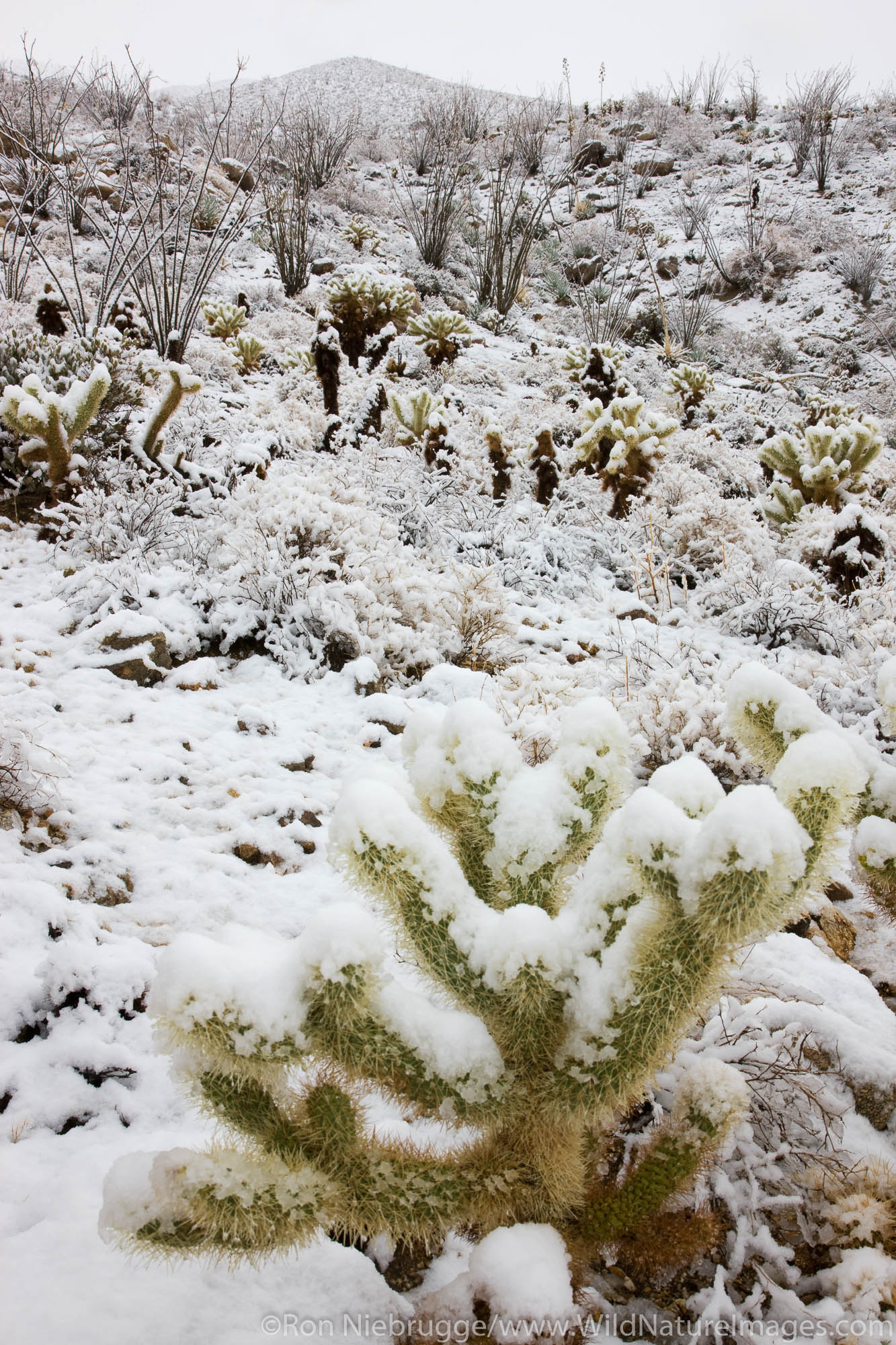 Snow in Anza-Borrego Desert State Park, California.