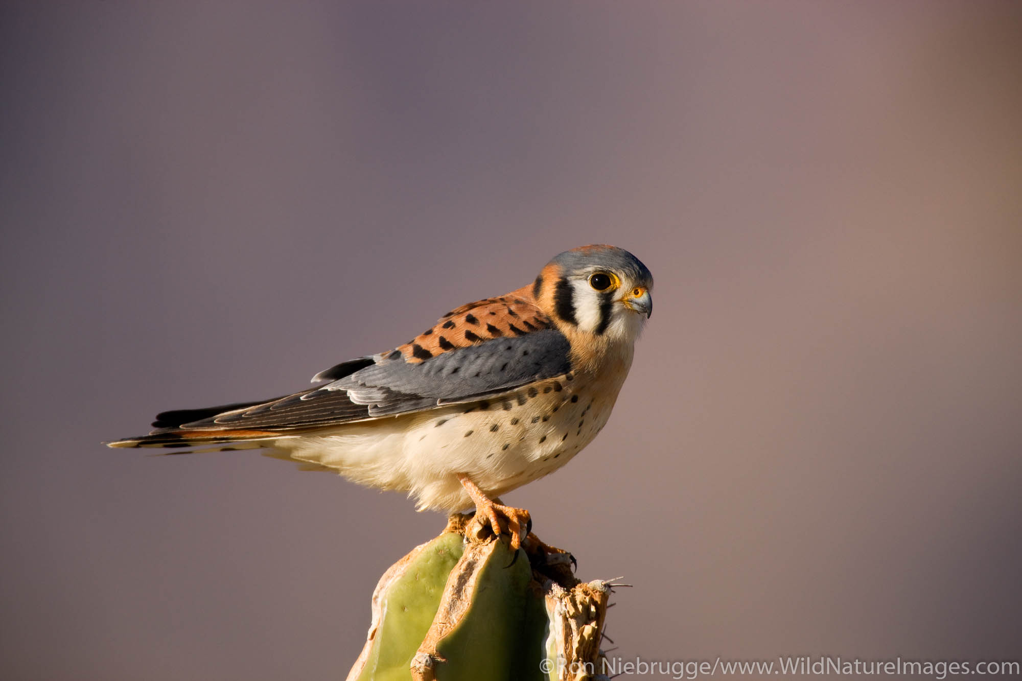 American Kestrel, Borrego Springs, California.