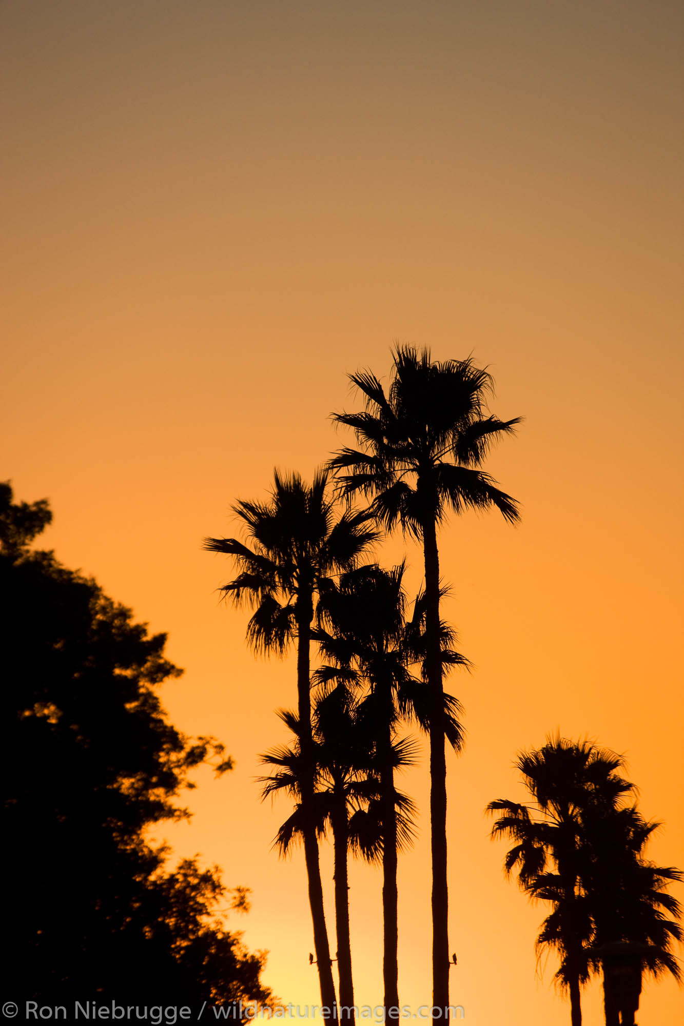 Palm Trees, Newport Beach, Orange County, California.