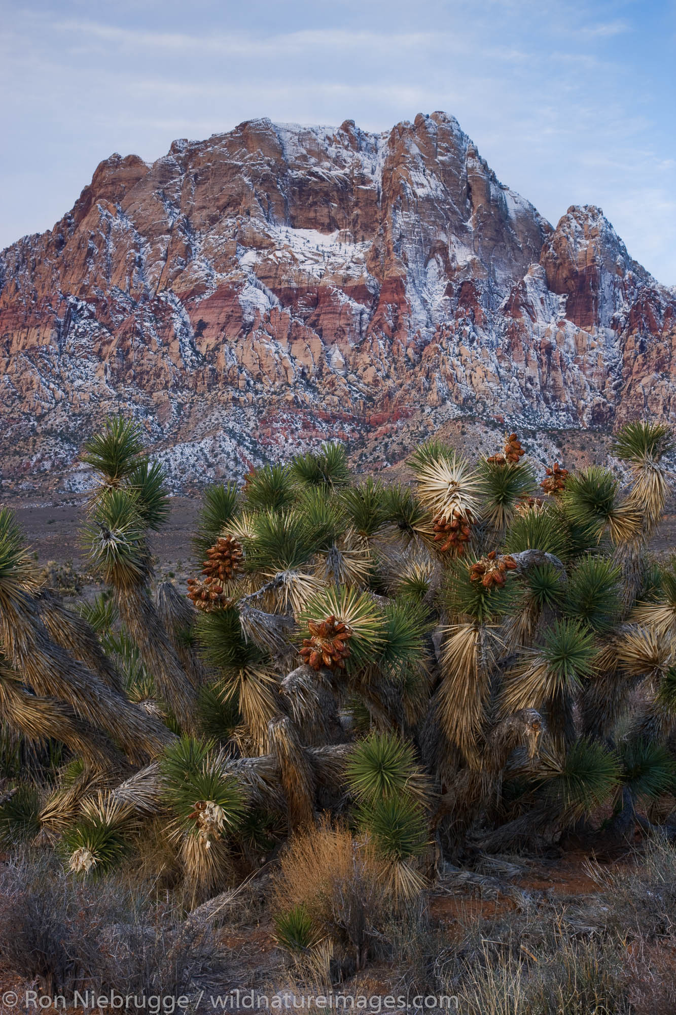 Red Rock Canyon National Conservation Area, Las Vegas, Nevada.