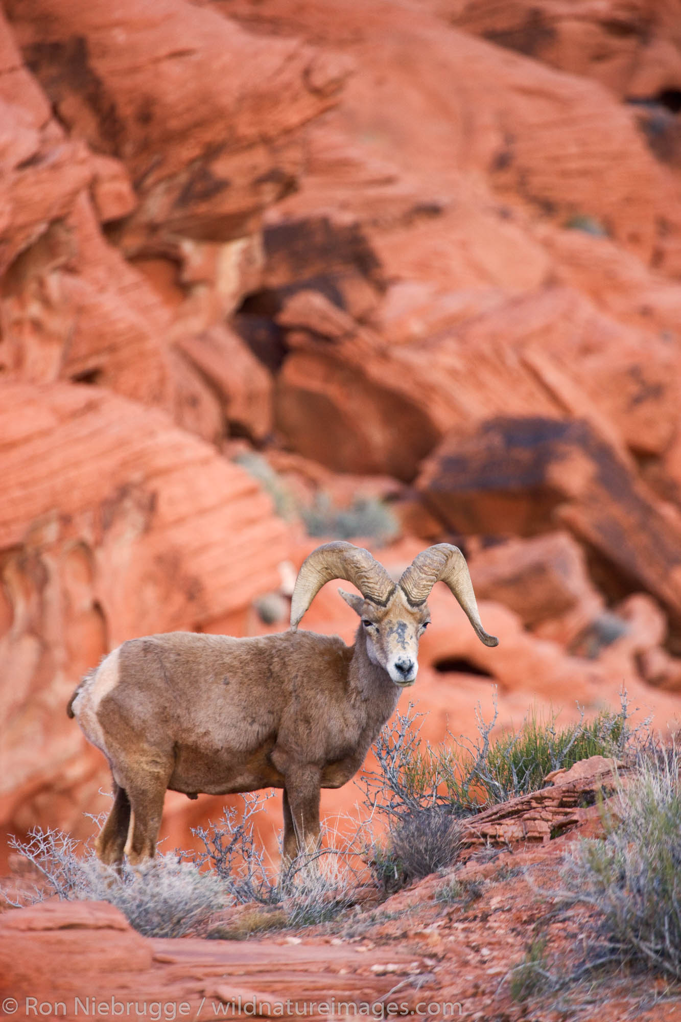 Desert Bighorn Sheep, Valley of Fire State Park, about an hour from Las Vegas, Nevada.